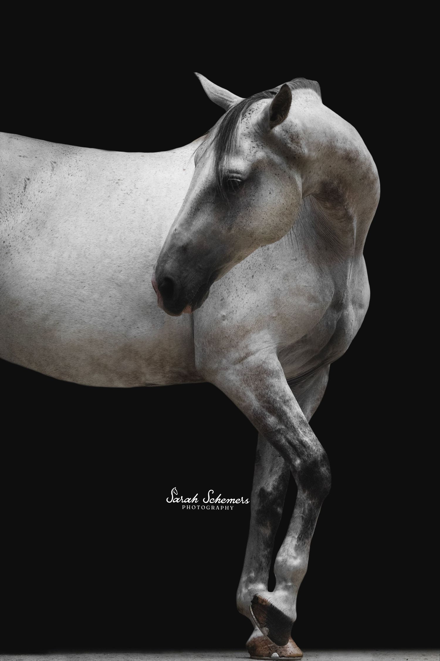Elegant white horse photographed against black background, neck gracefully curved, one leg raised, in stunning monochrome fine art portrait.