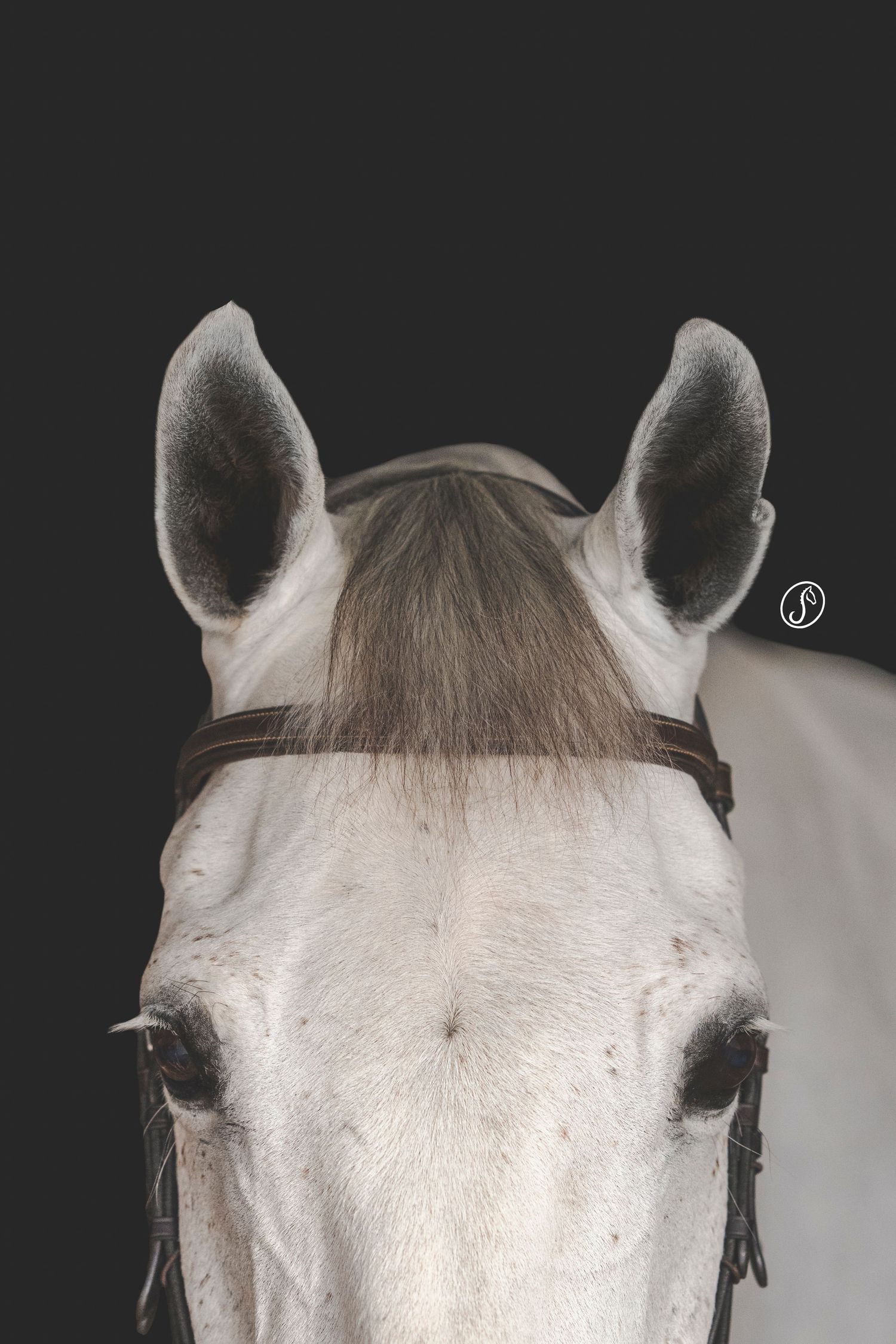 Close-up portrait of white horse's face and ears against black background.