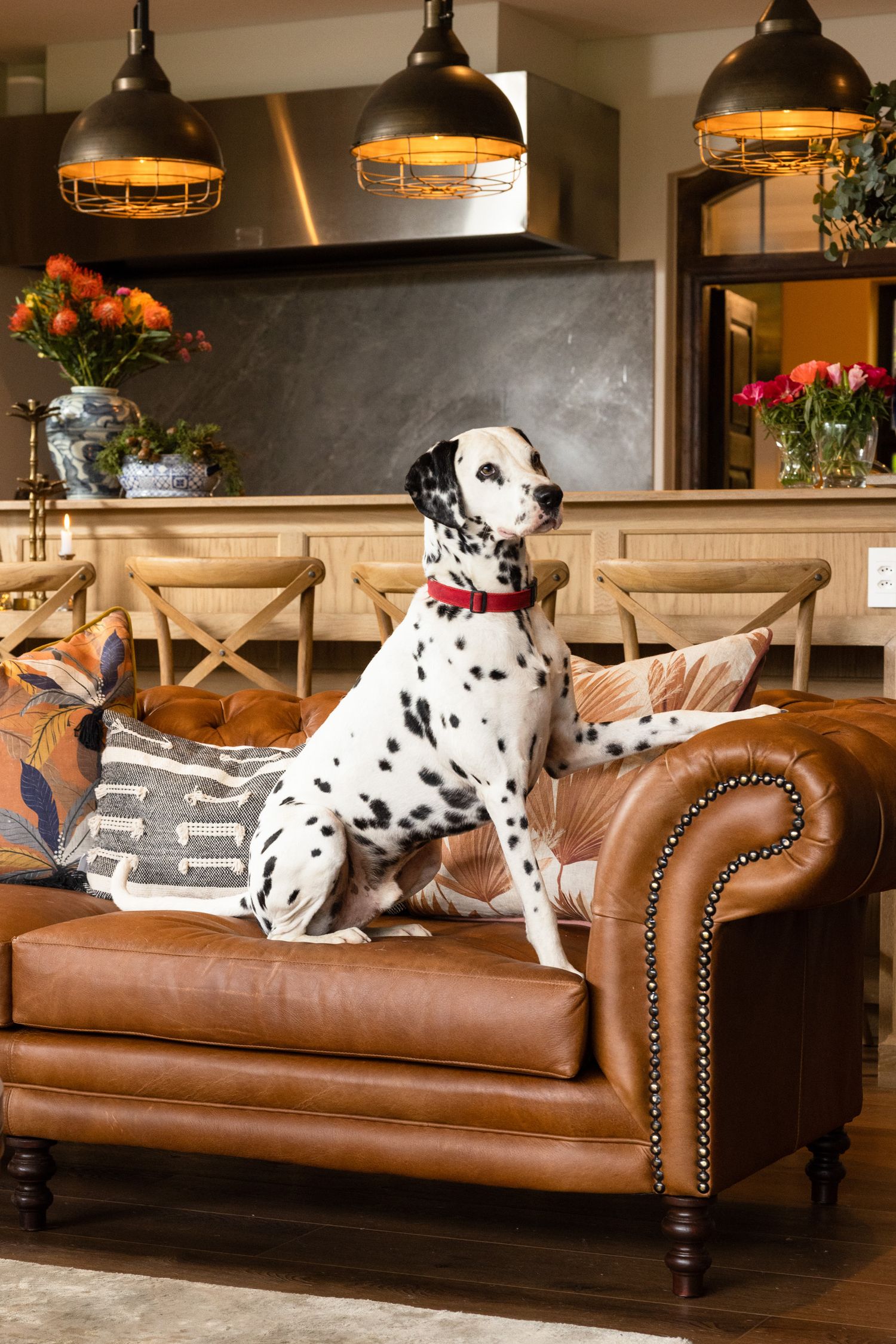 Spotted Dalmatian sits alertly on brown leather Chesterfield sofa under pendant lighting.