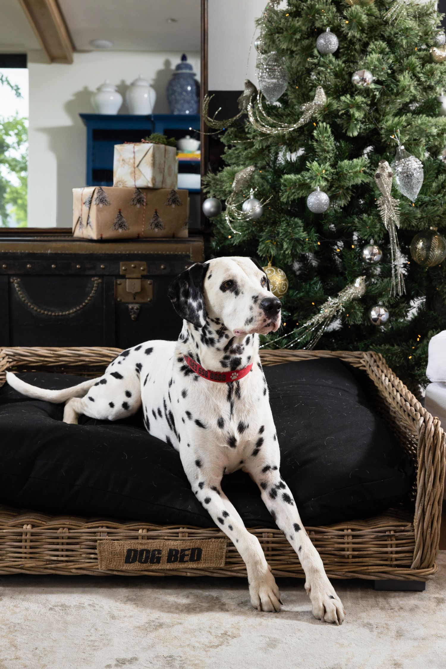 Dalmatian rests in wicker dog bed near Christmas tree with wrapped presents and decorations.