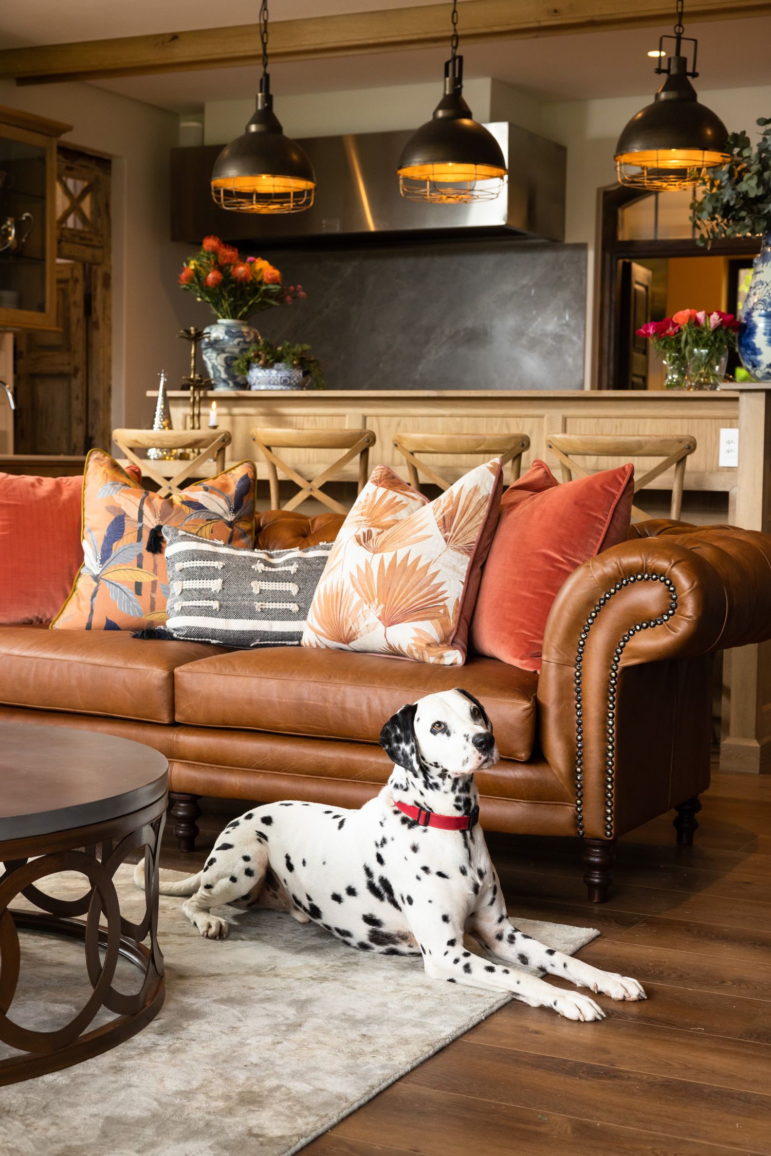 Dalmatian relaxes by brown leather couch with coral pillows under industrial pendant lights.