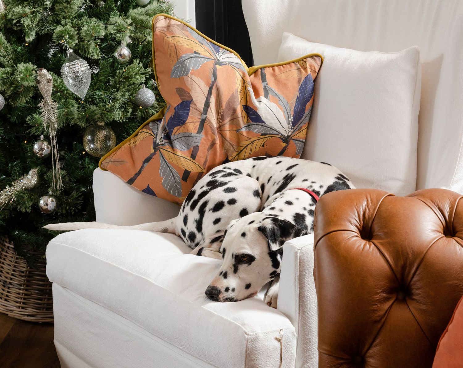 Dalmatian lounges on white armchair with orange accent pillows next to decorated Christmas tree.