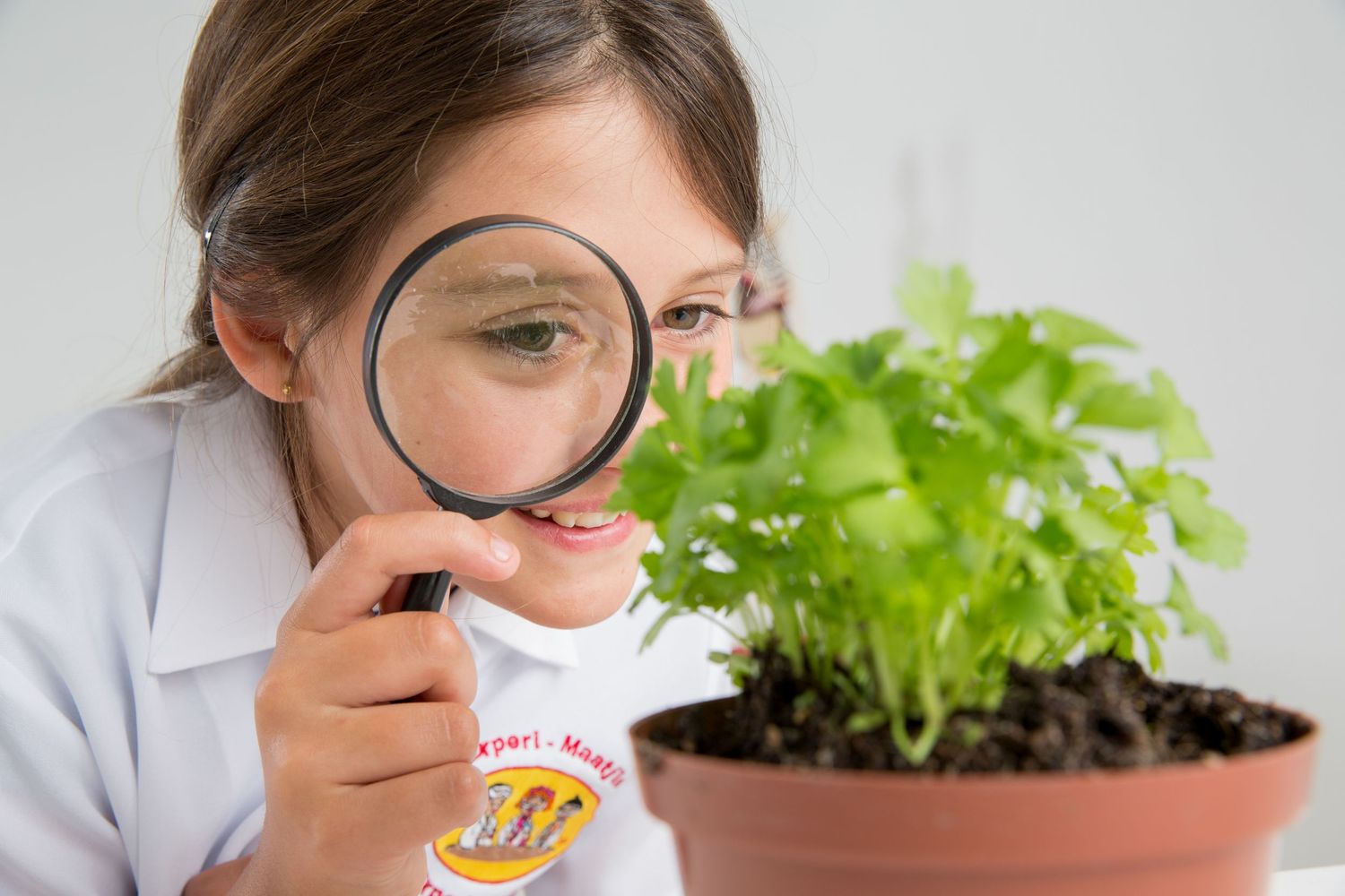 Student using magnifying glass to examine green plant growing in pot during science experiment.