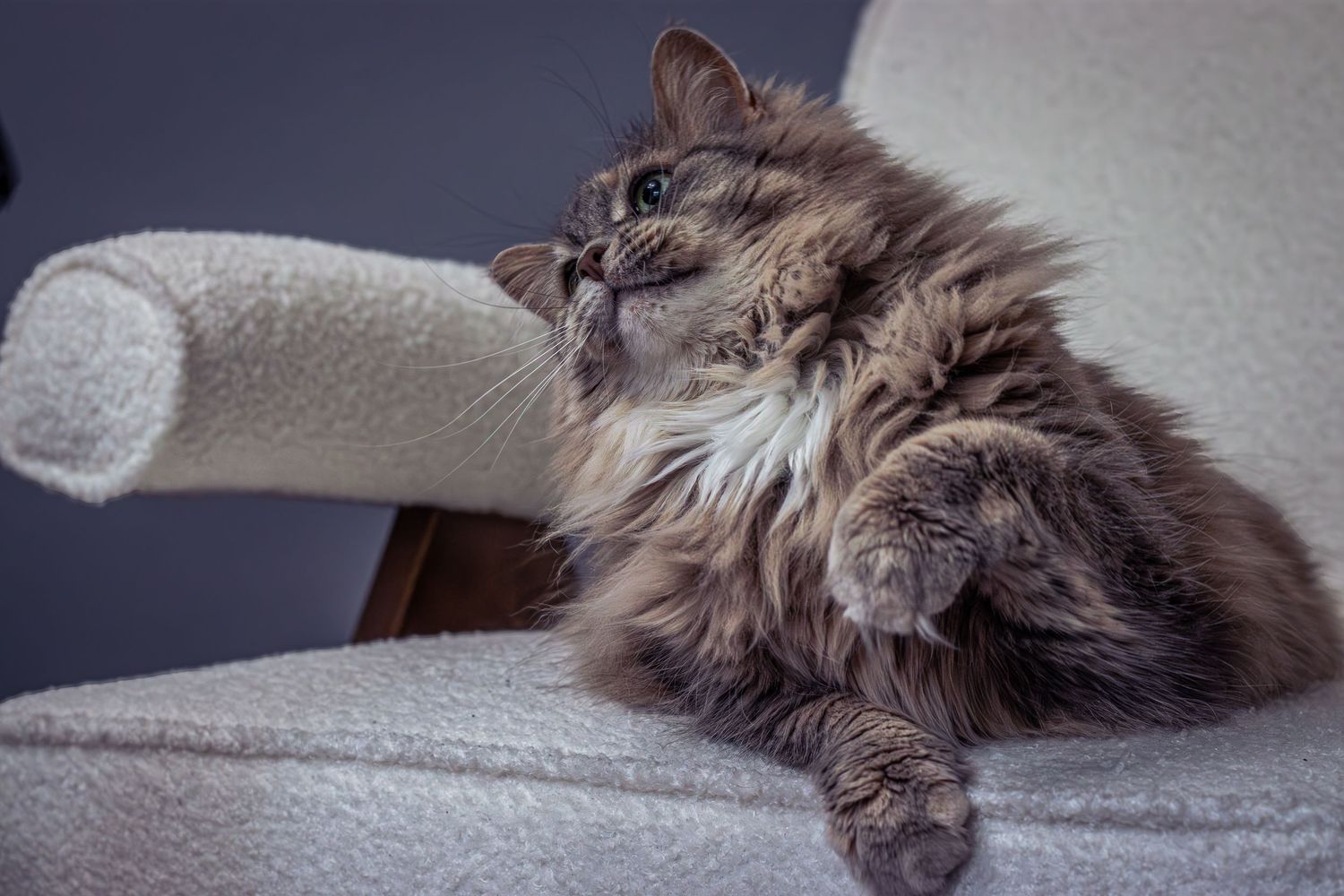 pet portrait fluffy cat