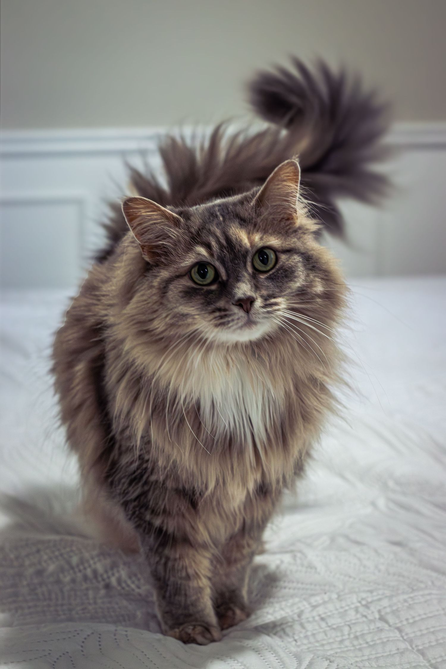 pet portrait fluffy cat
