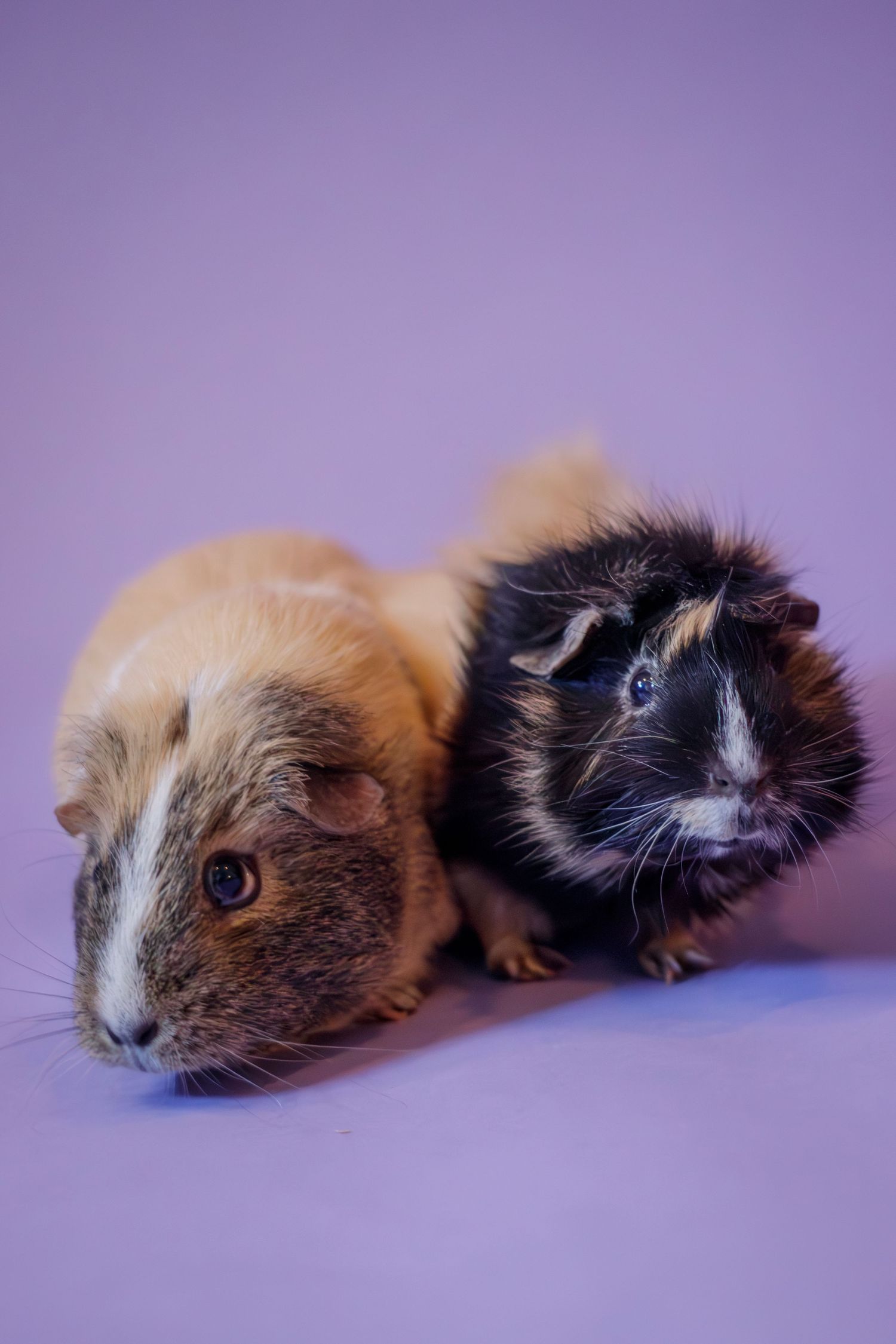pet portrait two guinea pigs purple backdrop