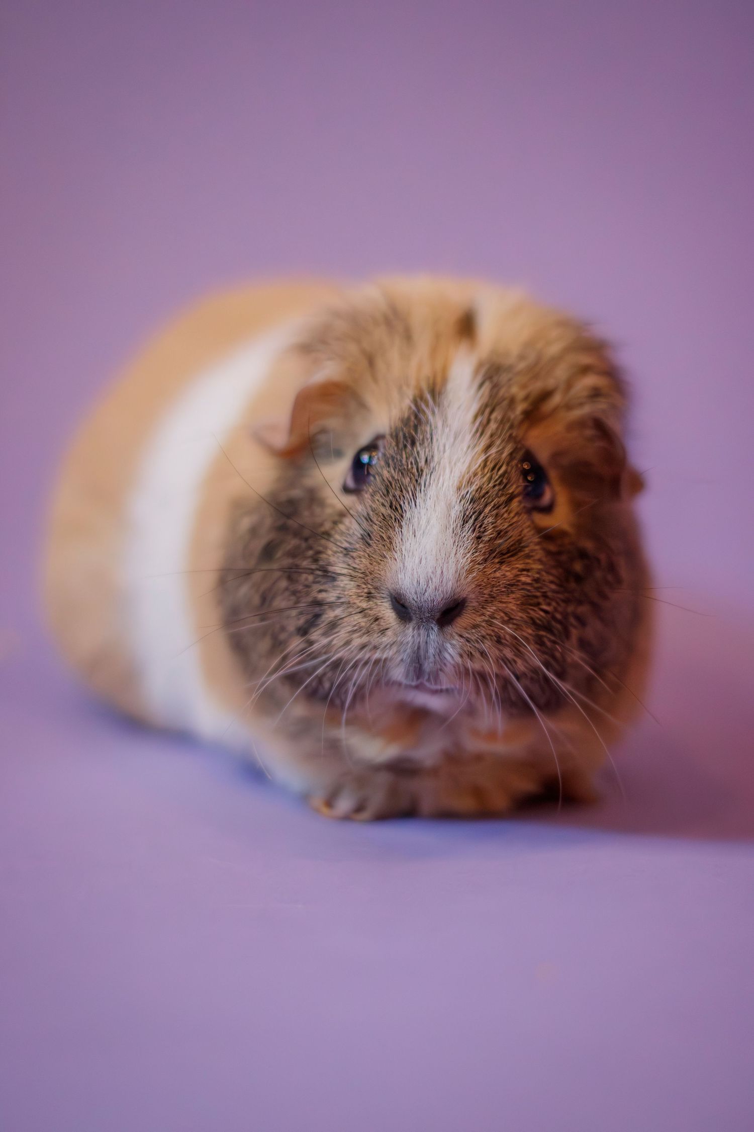 pet portrait Guinea Pig on purple backdrop