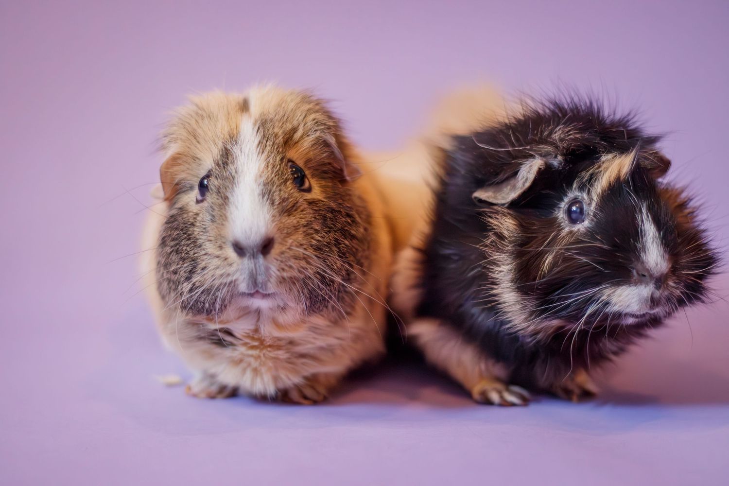 pet portrait two guinea pigs on purple backdrop