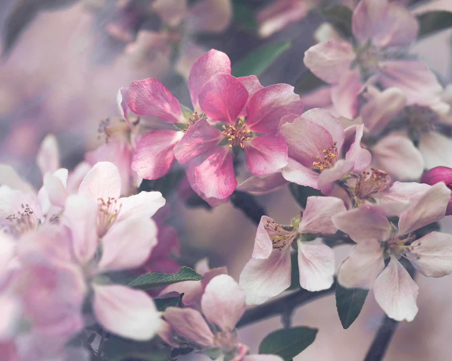 Close-up of delicate pink crabapple or cherry blossoms with soft bokeh background effect in springtime.