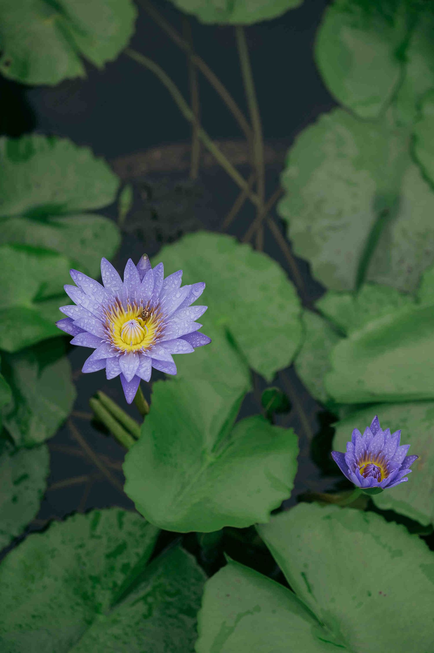 Two purple water lily flowers blooming among large green lily pads on a tranquil pond surface.