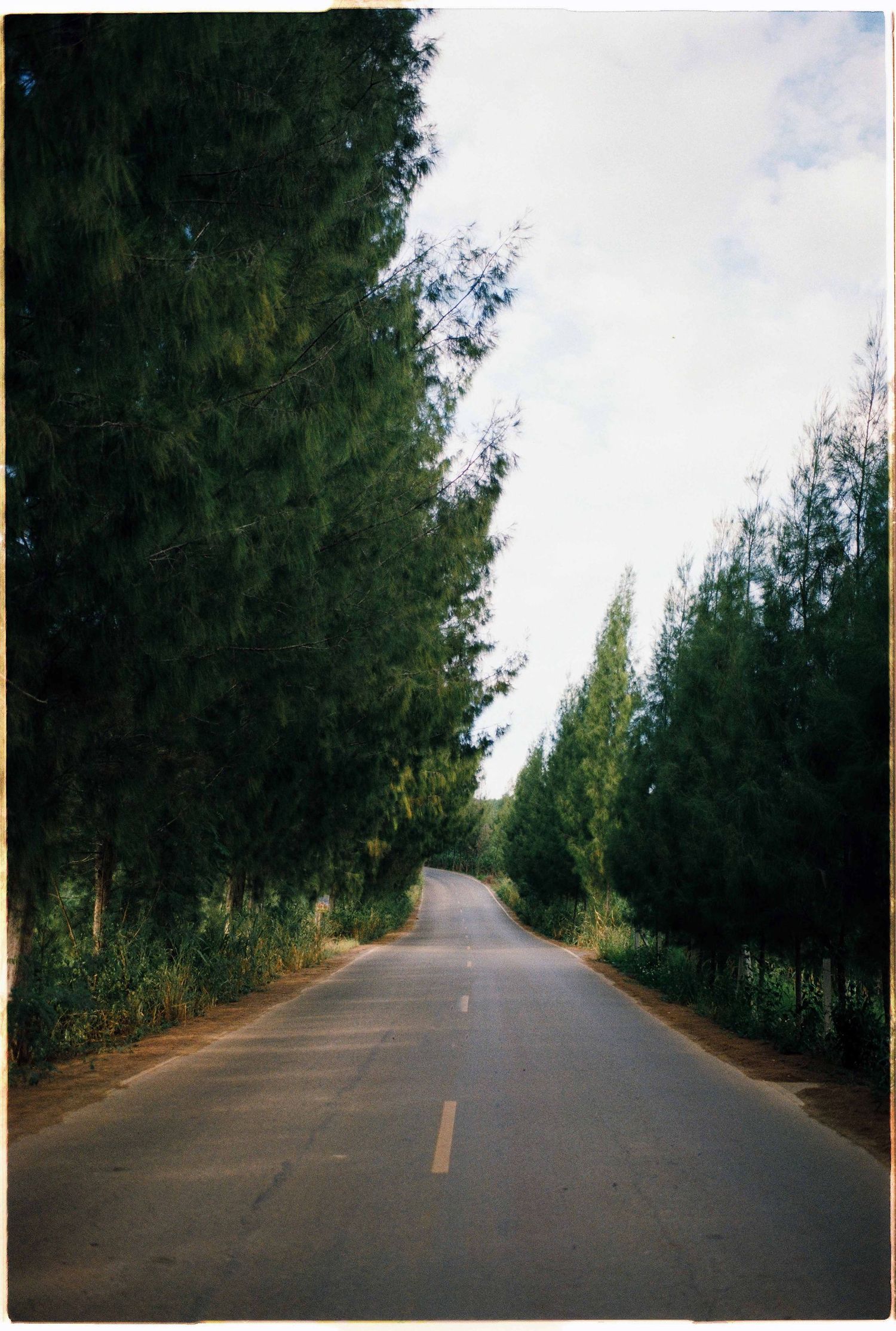 Saigon pre-wedding: tree-lined road with a straight path stretching into the distance, by AnhVuWedding.