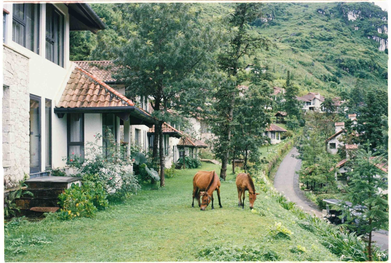photo: scenic travel photography in Vietnam countryside with horses grazing near traditional houses, captured on 35mm film, by AnhVuWedding.