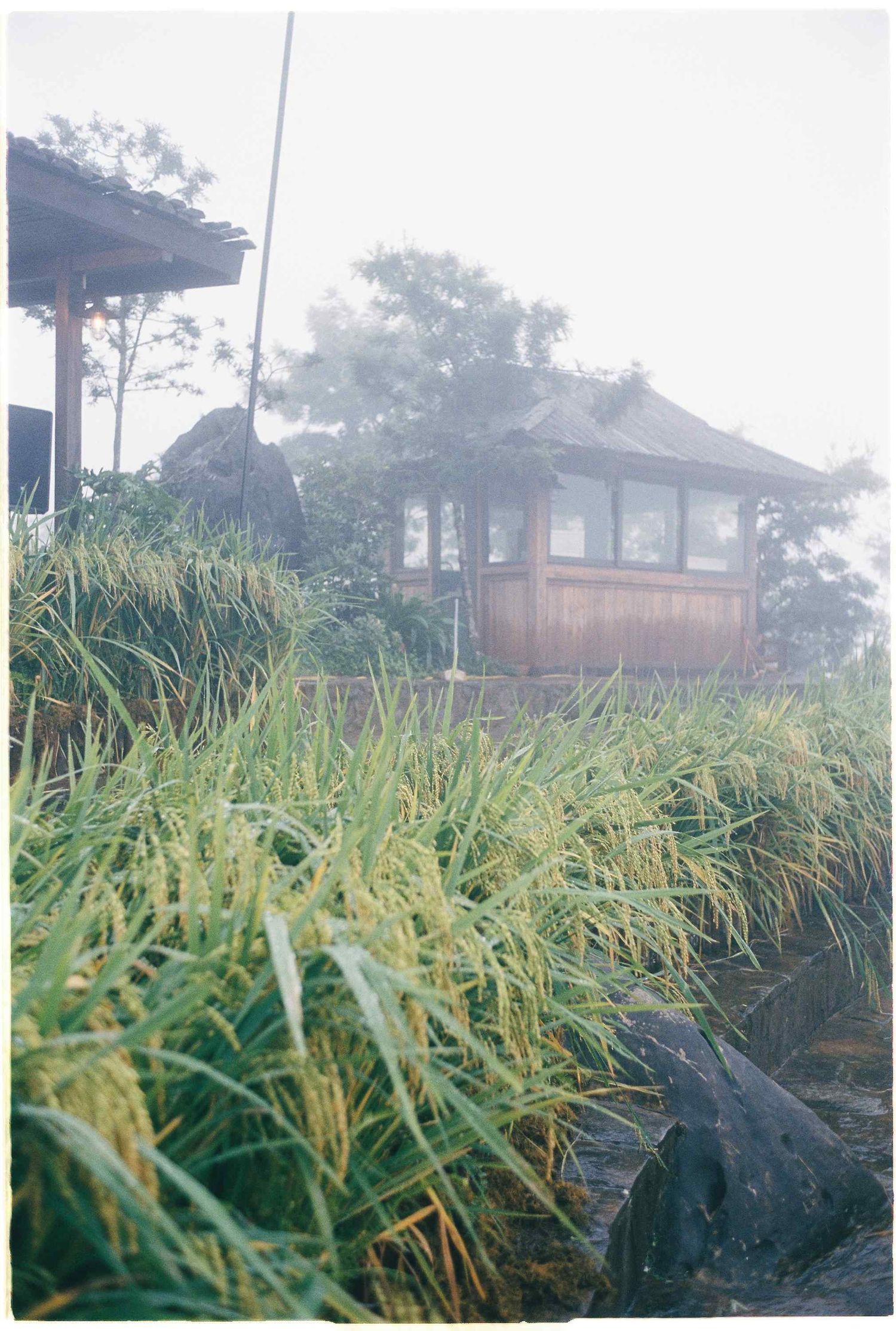 wedding: misty landscape with traditional wooden buildings visible through tall grass, by AnhVuWedding.