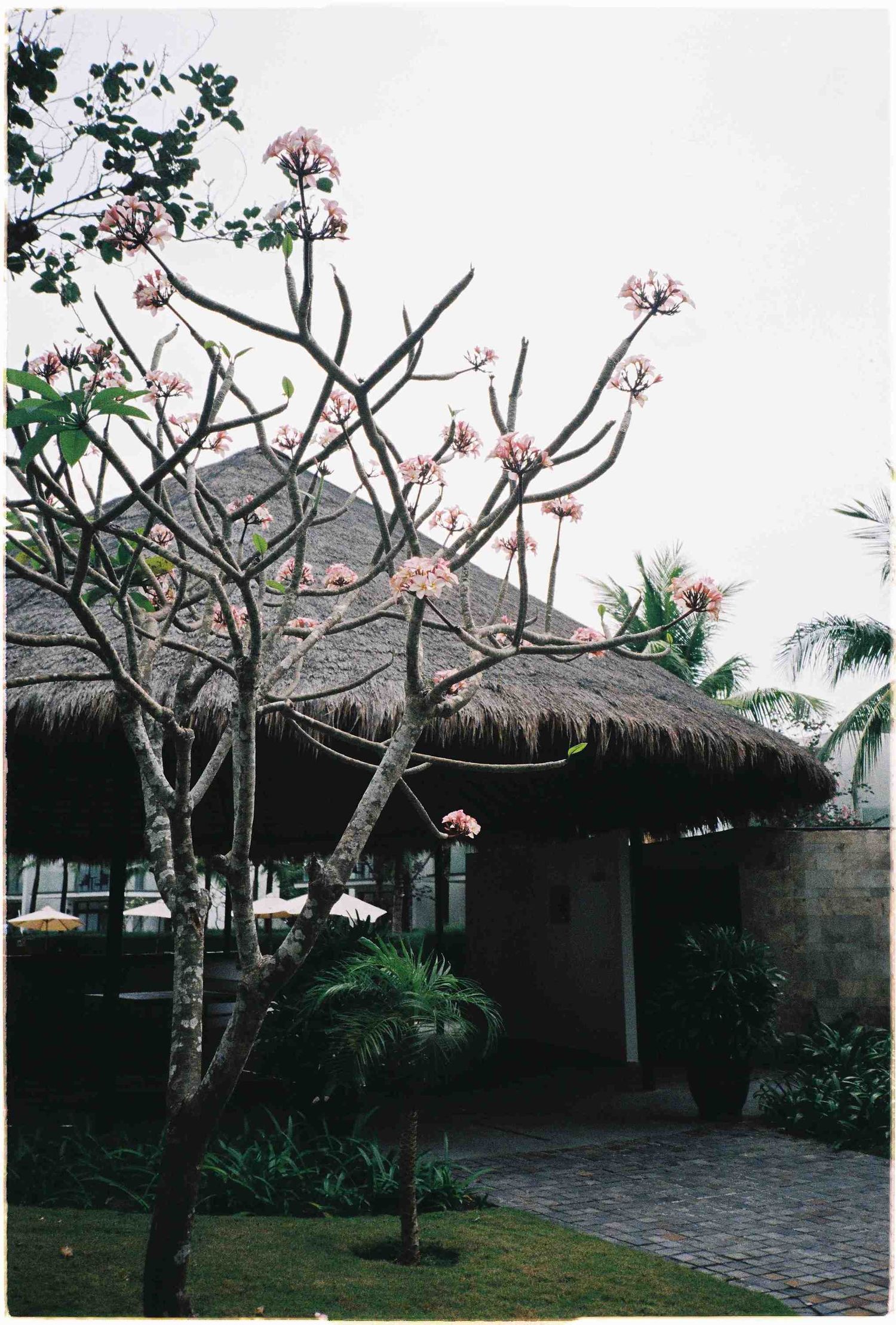 Pink plumeria tree blooms beside a thatched-roof tropical bungalow surrounded by lush greenery.