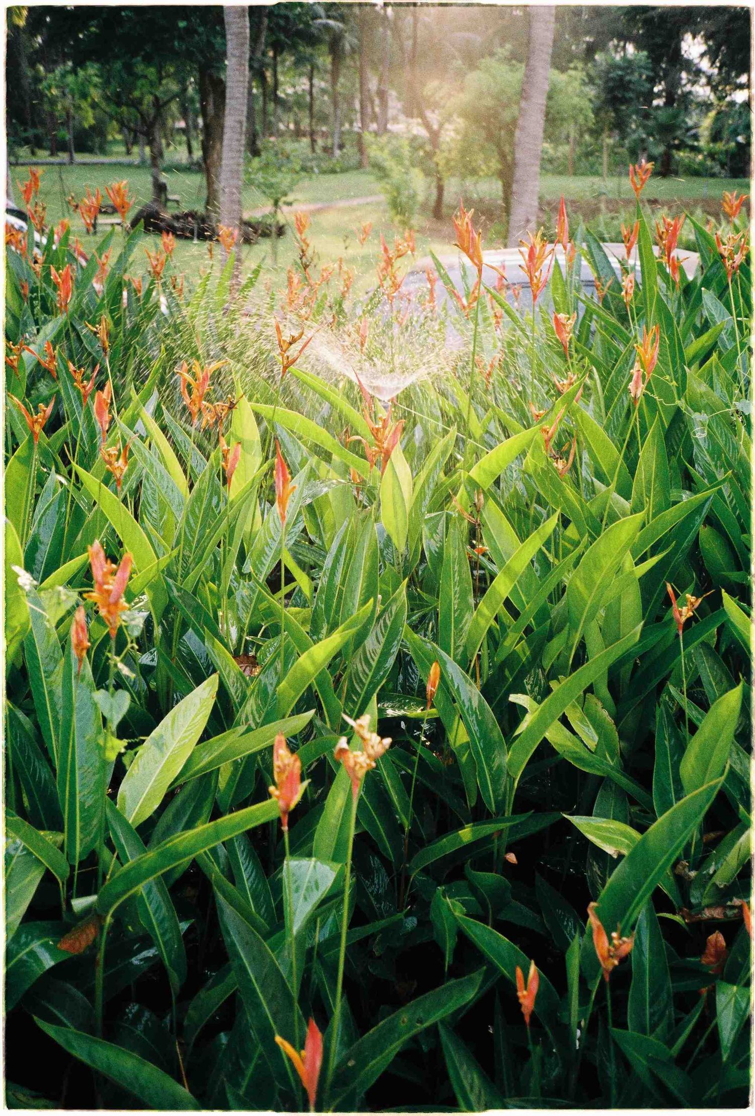 Lush garden bed of tropical canna lilies with vibrant orange blooms surrounded by tall green leaves in a sunlit park.