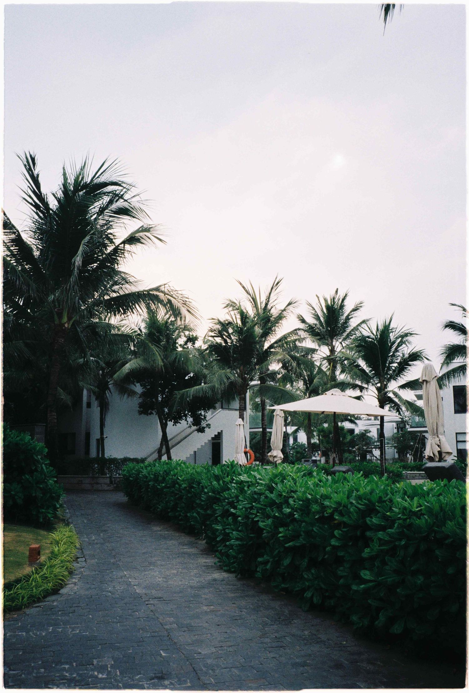 Da Nang photo: tropical resort pathway lined with palm trees, lush hedges, and white umbrellas at dusk, by AnhVuWedding.