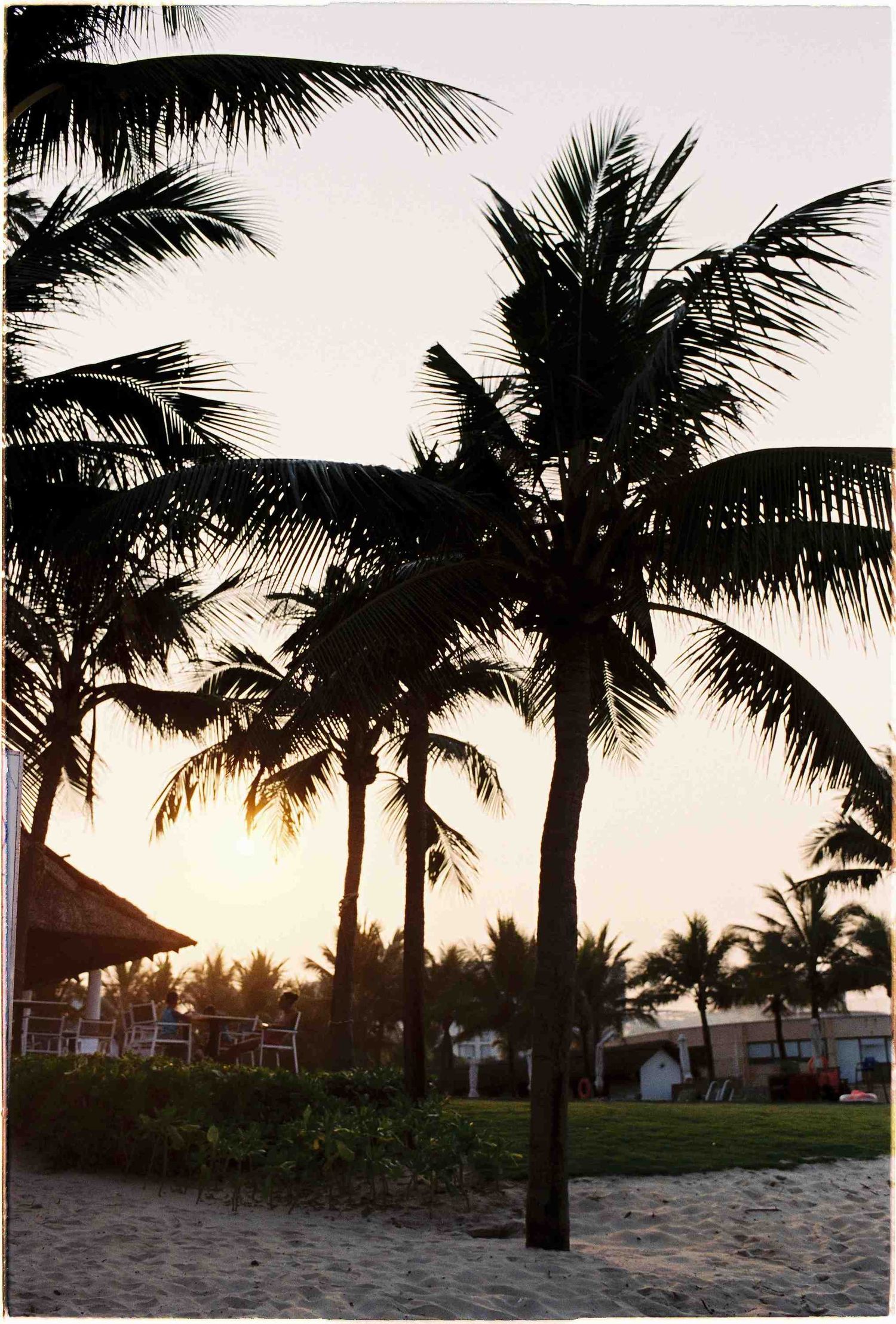 Silhouette of tropical palm trees against a golden sunset sky on a sandy beach resort.