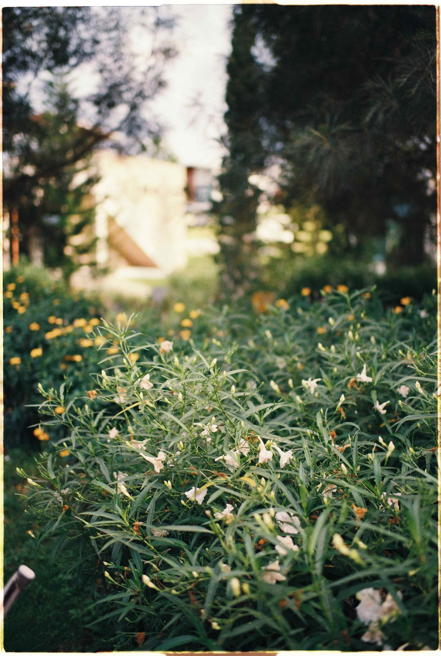 Saigon pre-wedding: garden scene with delicate white flowers and greenery captured during golden hour, by AnhVuWedding.