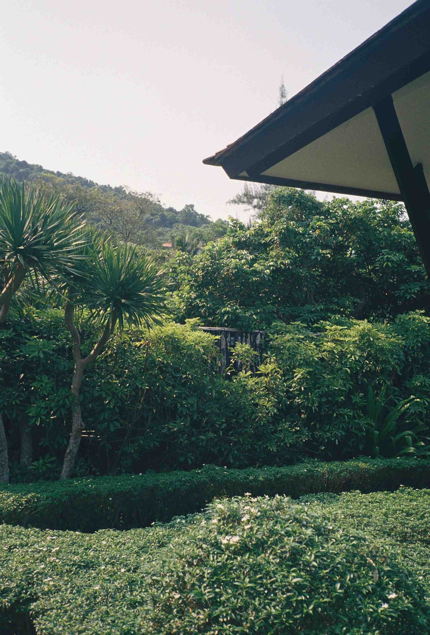 Lang Co wedding: lush tropical garden landscape with palm trees and greenery, by AnhVuWedding.