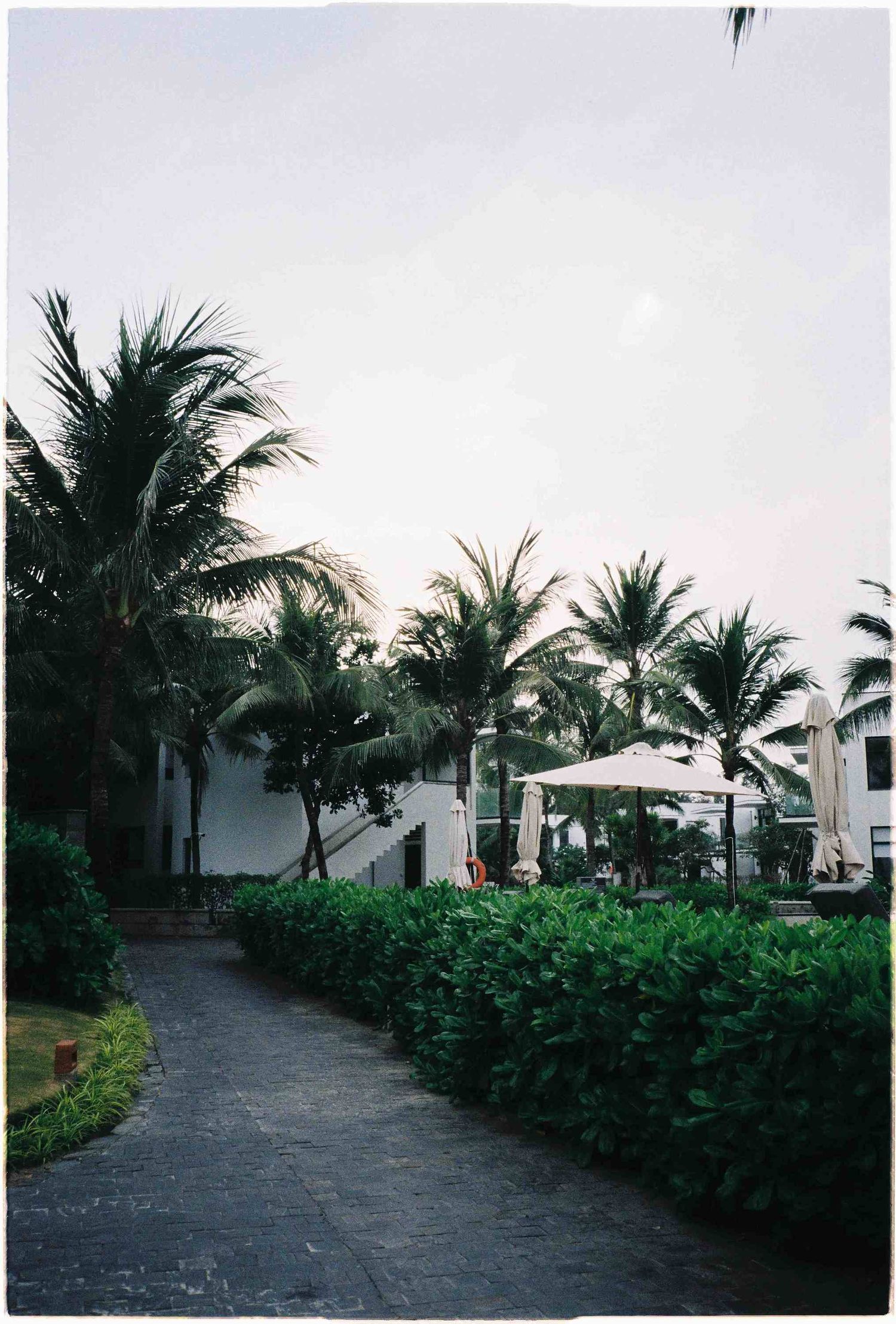 Tropical resort pathway lined with palm trees, lush hedges, and white patio umbrellas near a white building at dusk.