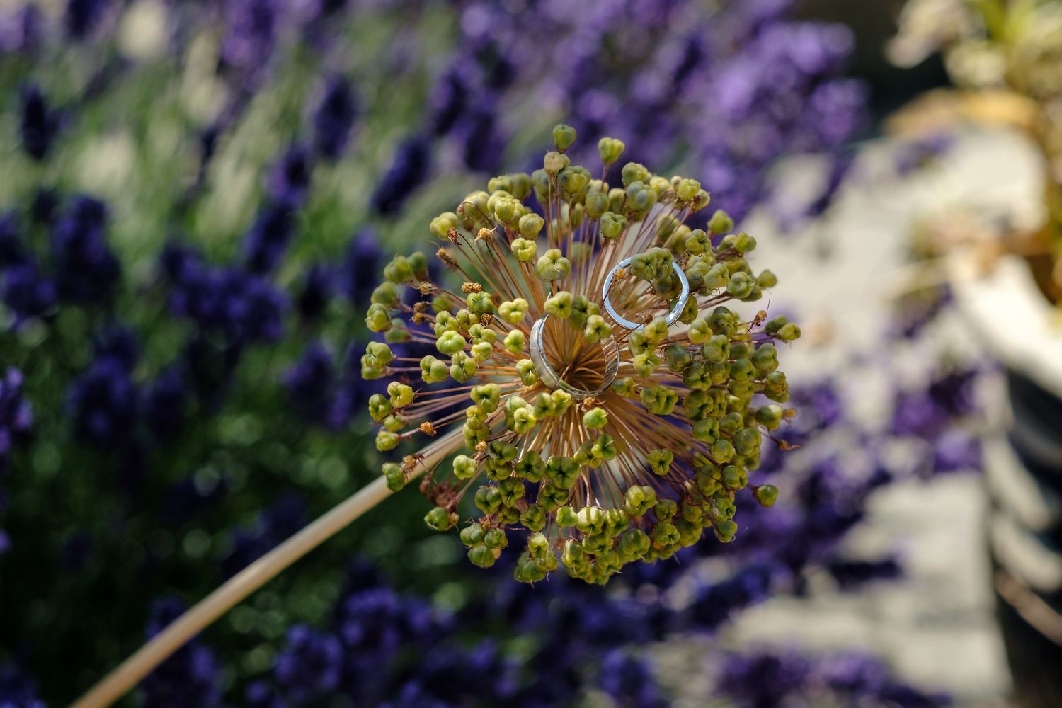 Wedding rings on allium by Norfolk and Norwich wedding photographer. Top 100 wedding photographer covering Norfolk, Suffolk, Cambridge.