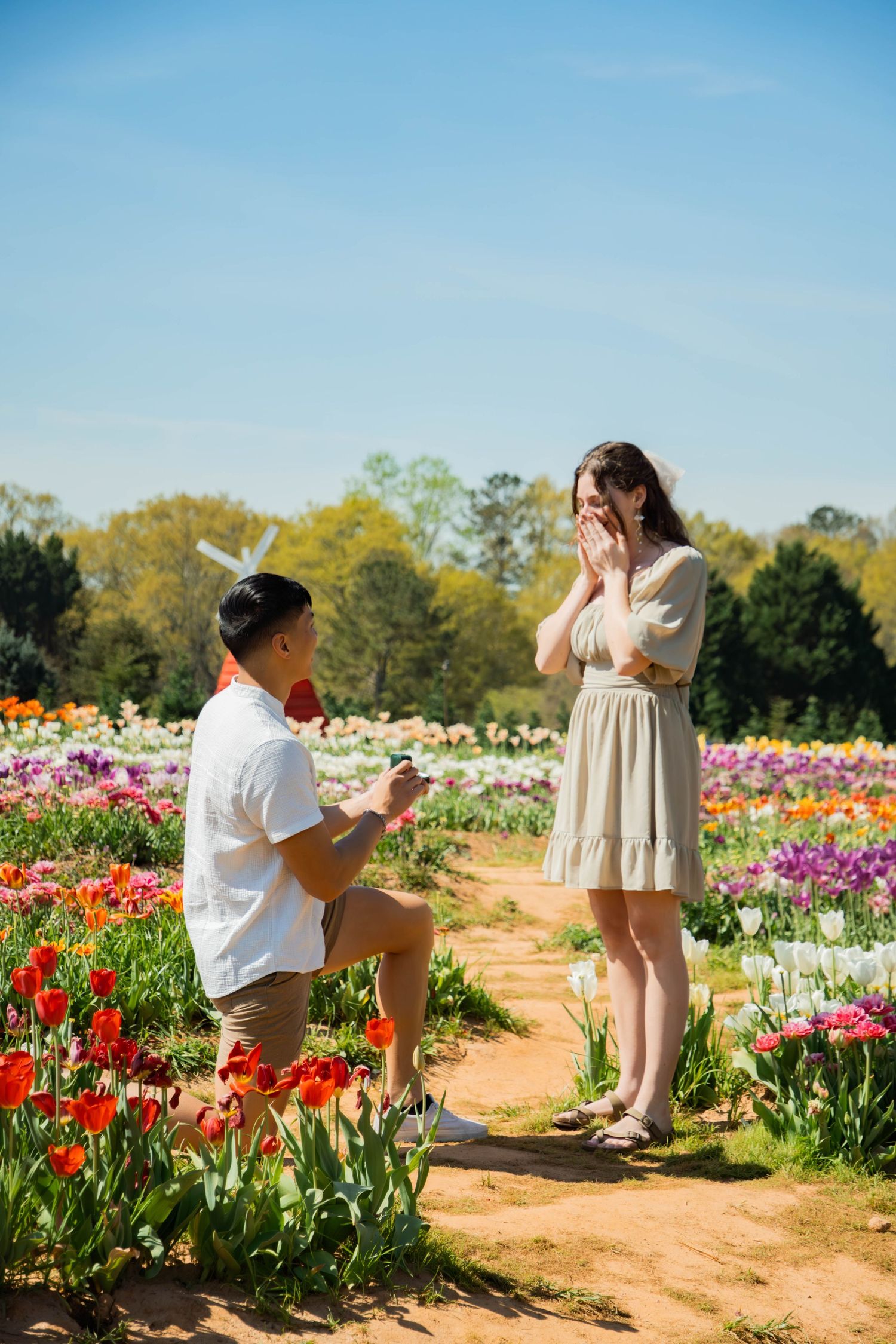 Romantic proposal moment in a colorful tulip garden on a sunny day.