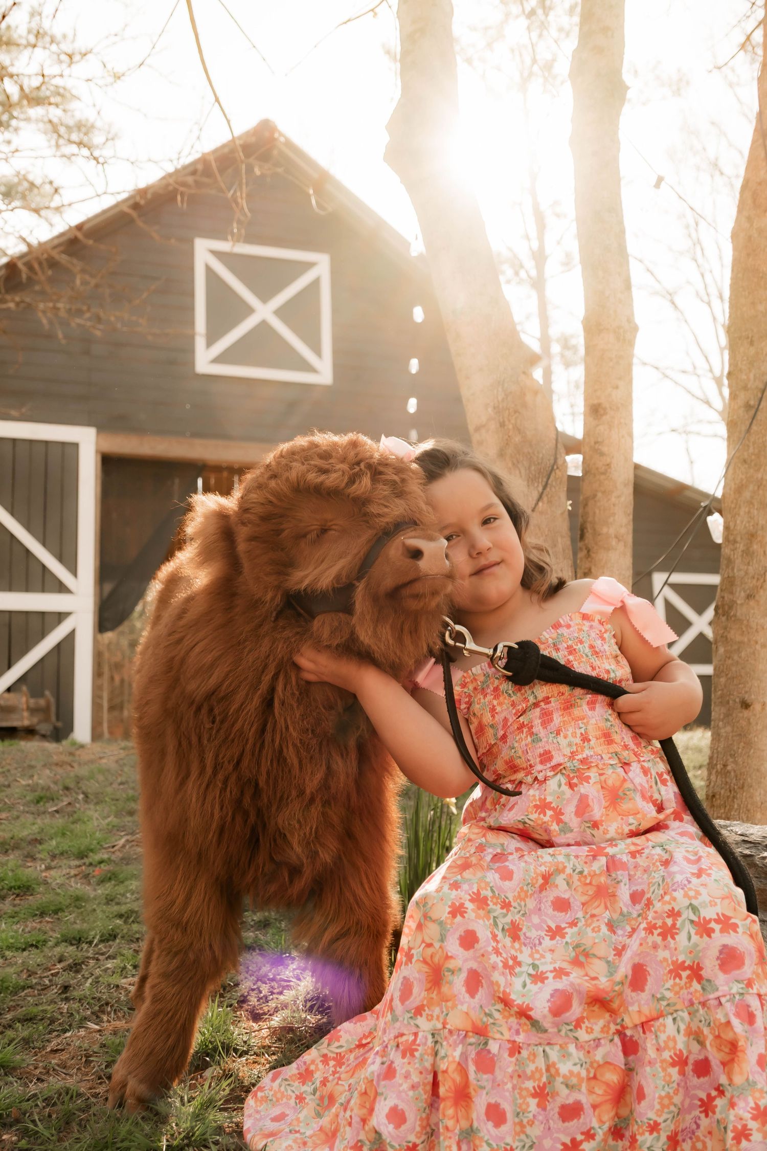A fluffy brown Scottish Highland cow interacting with someone in a floral dress.
