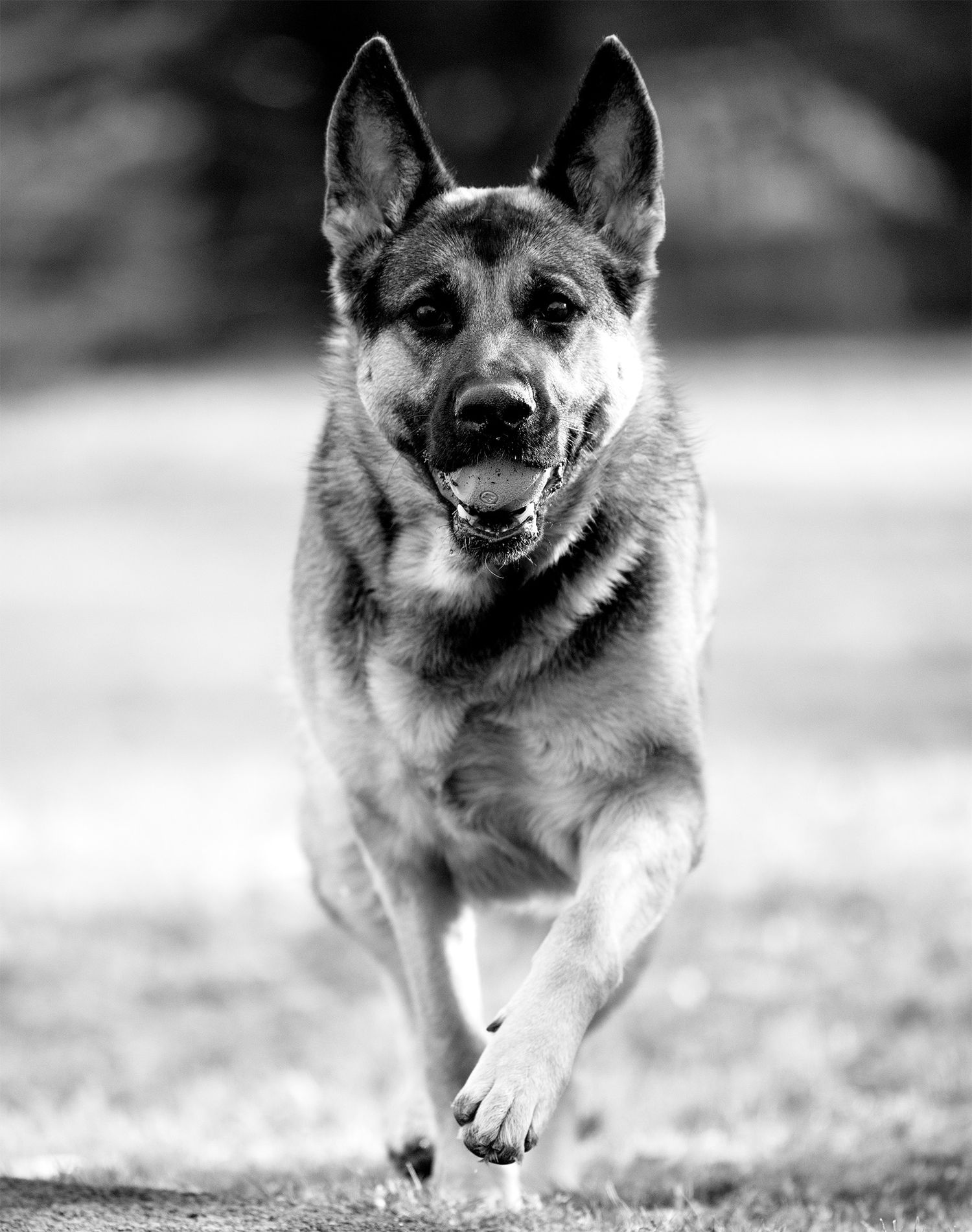 Animal Portraits in Lehigh Valley