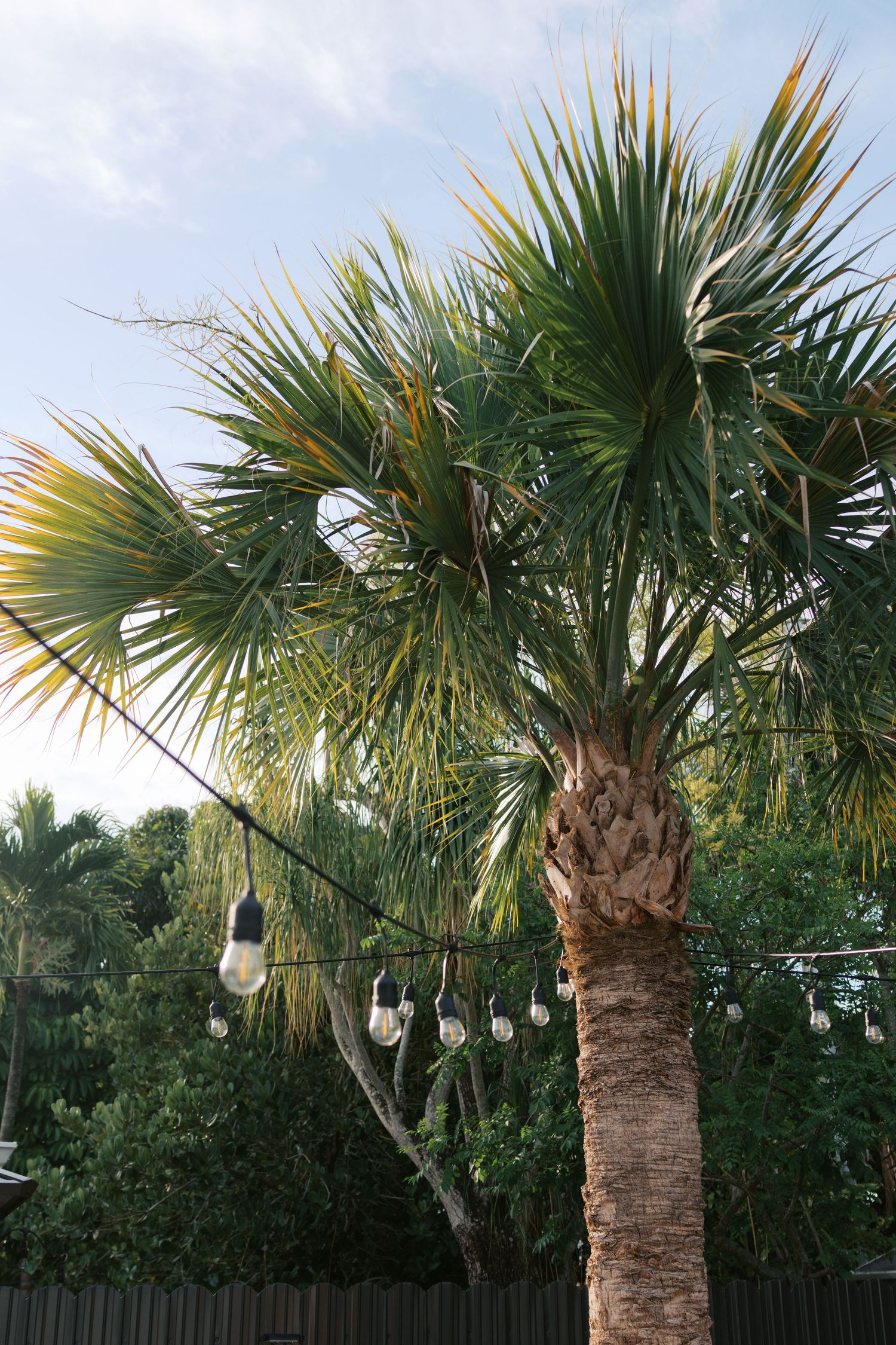 Palm tree with string Edison bulb lights against a blue sky at an outdoor wedding venue.