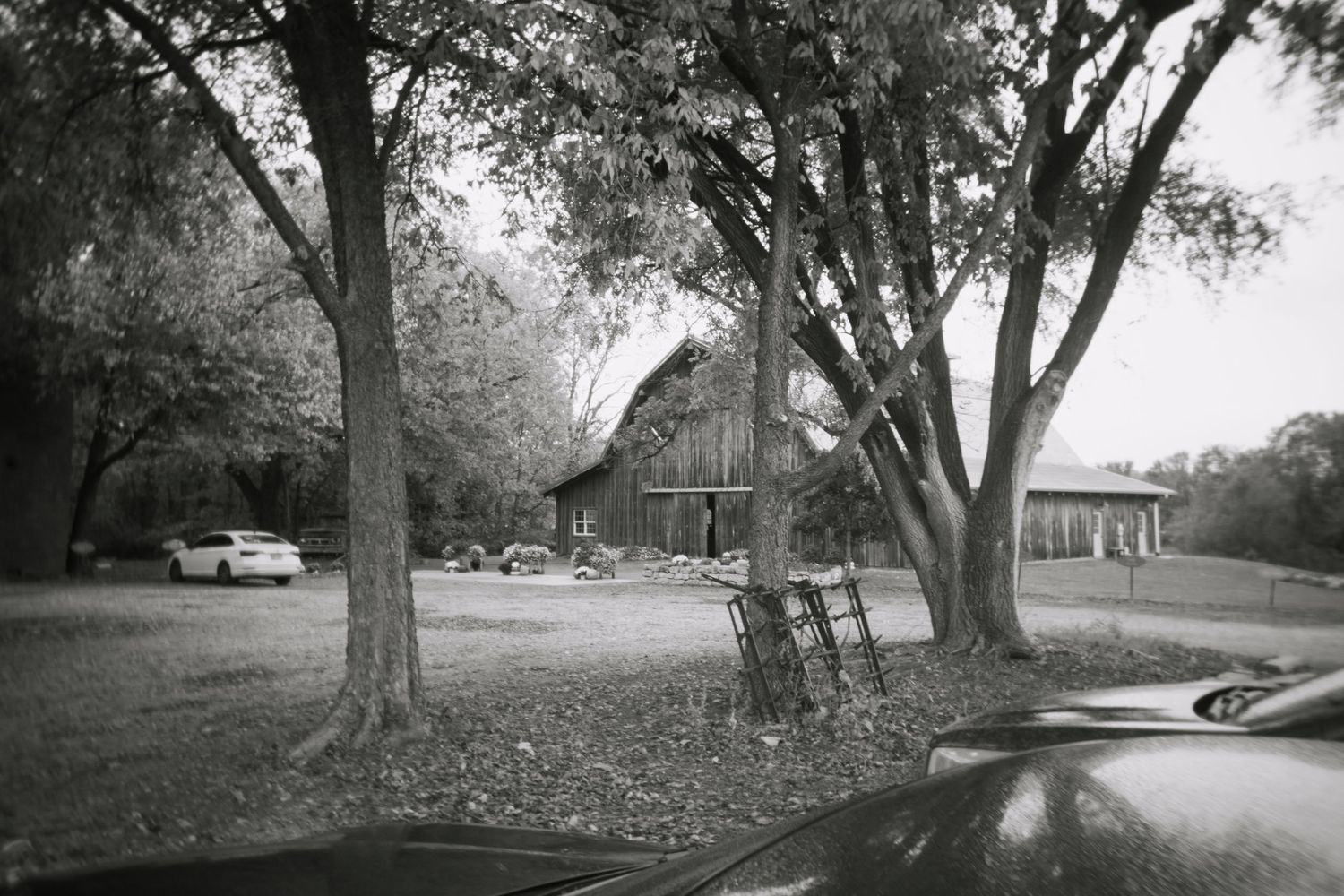 A scenic tree-lined road curves through a rural landscape on a sunny day with dappled light filtering through branches.