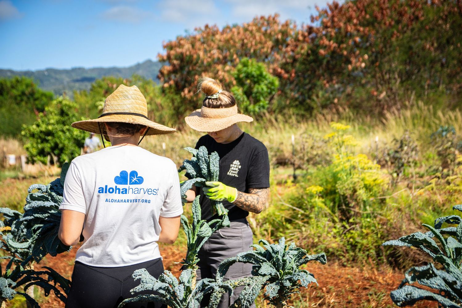 Two volunteers in straw hats tend to plants in a lush garden with mountains in the background.