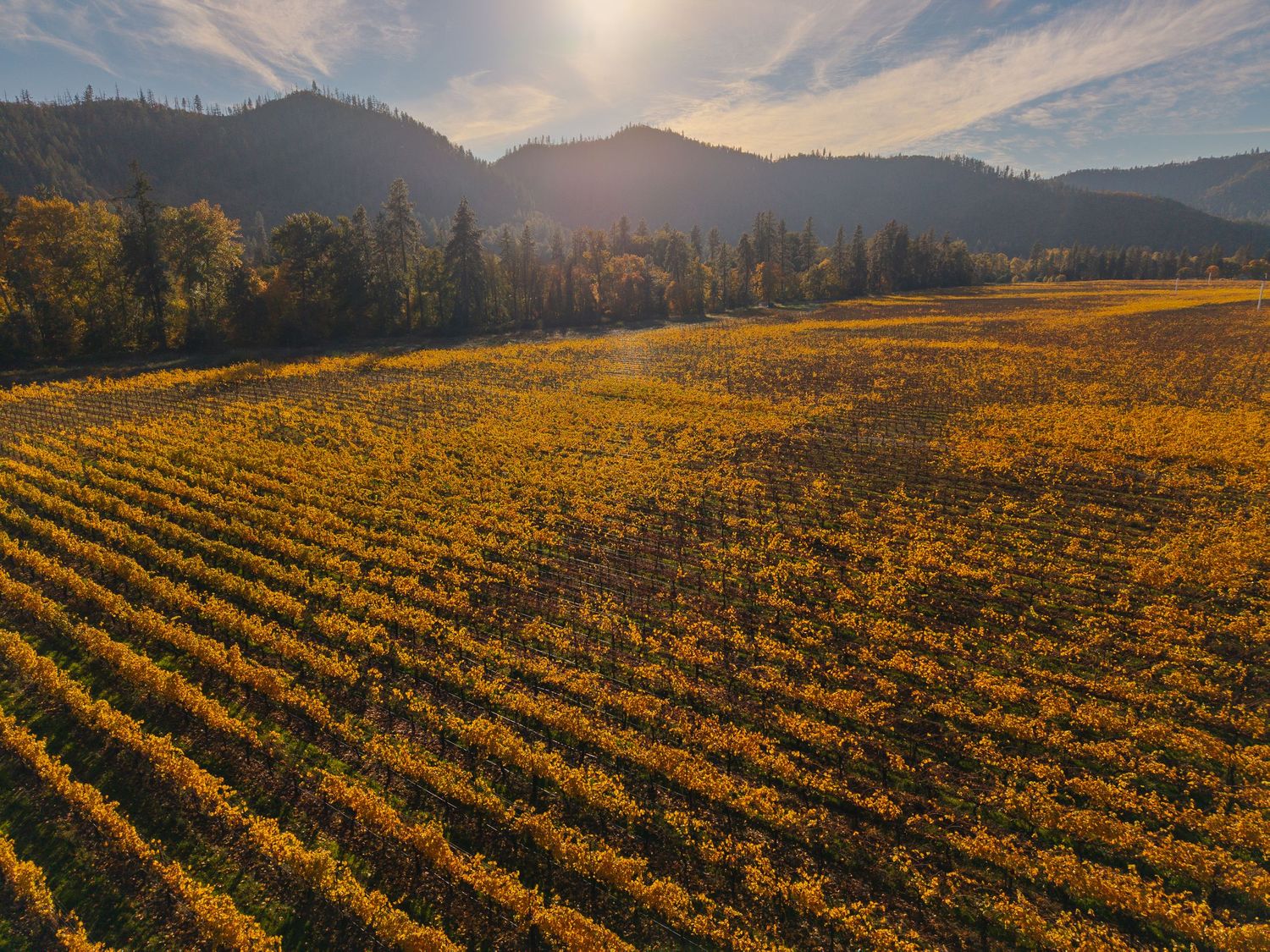 Aerial view of golden autumn vineyard rows with sunlit mountains and evergreen trees in the background.