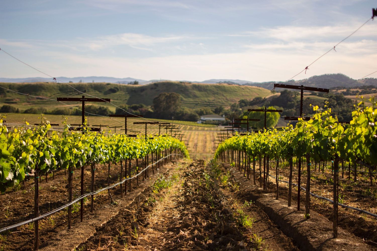 Rows of grapevines stretch across rolling hills in a scenic vineyard landscape at sunset.