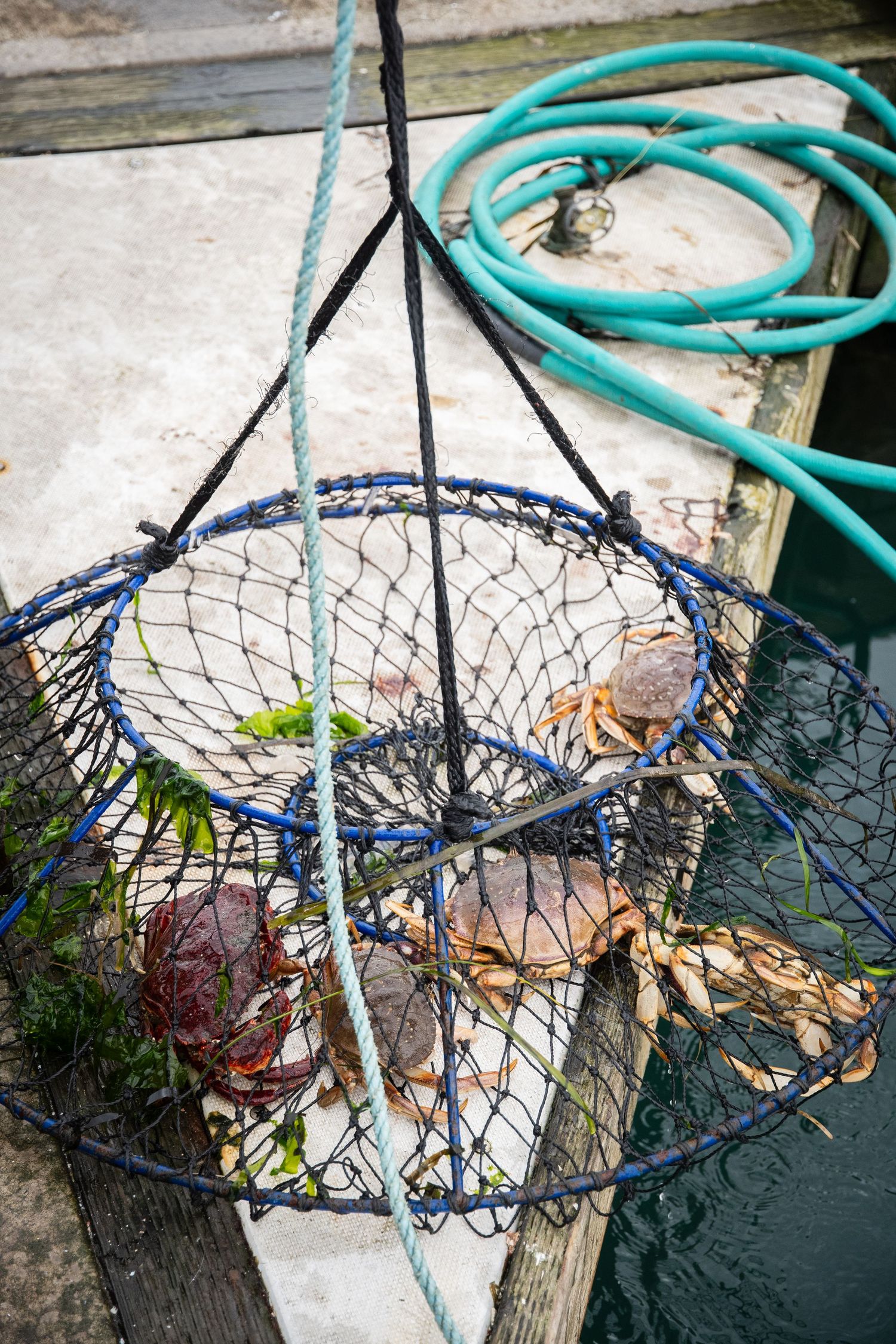 Blue fishing net filled with fresh catch hanging over dock with turquoise garden hose visible.