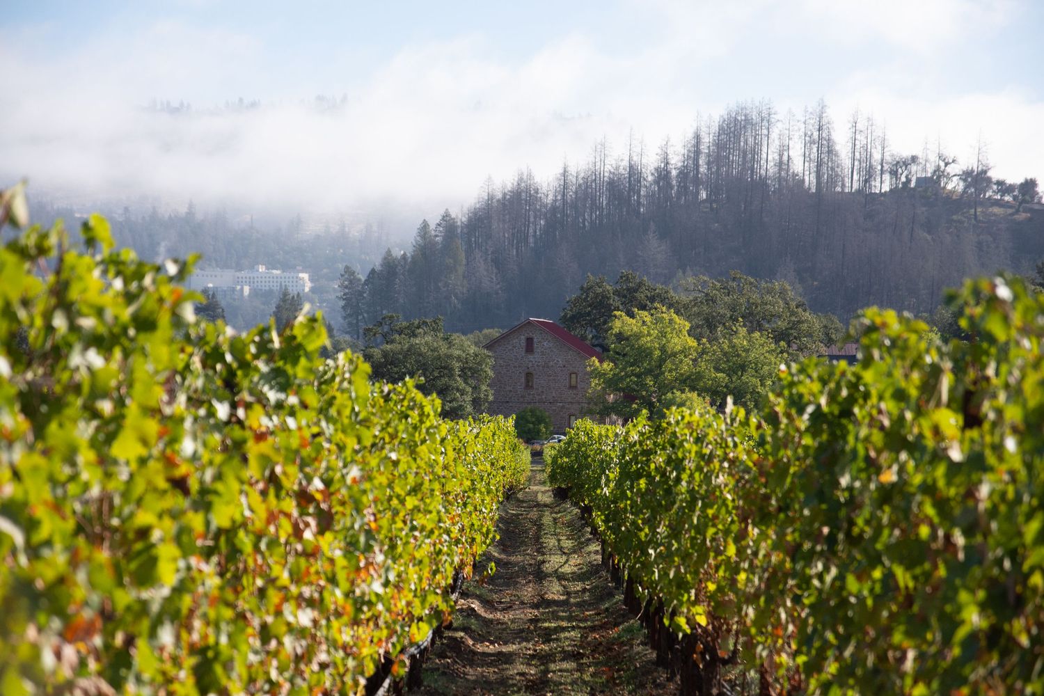 Misty vineyard rows extend into the distance with mountains and forest in the background.