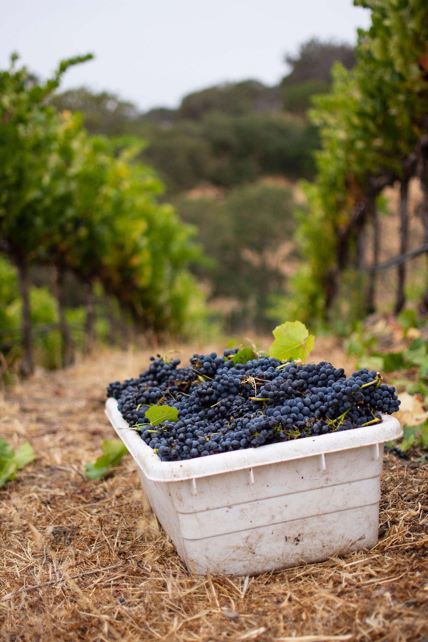 Fresh harvested purple wine grapes collected in a white picking bin among vineyard rows.