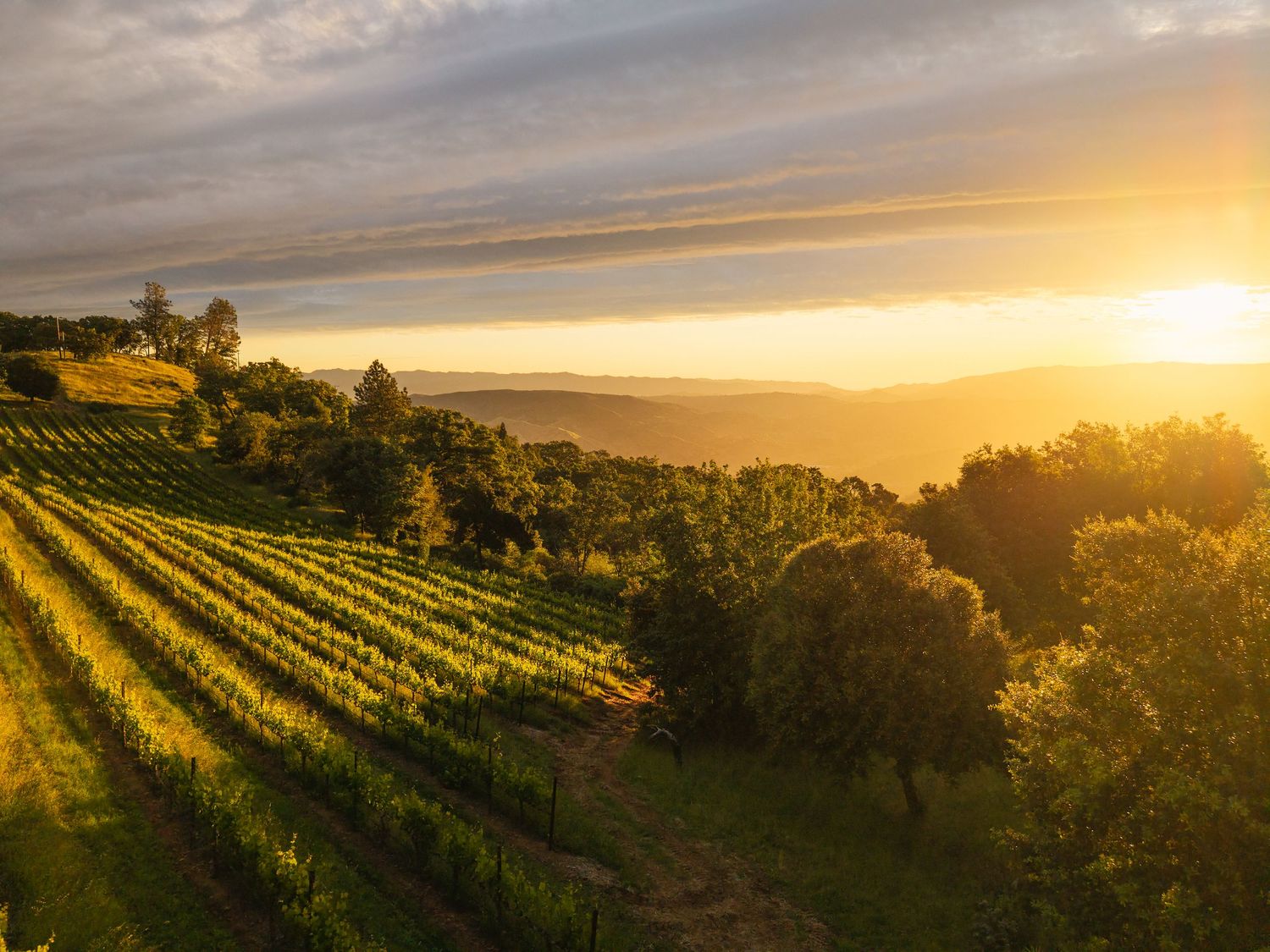 Golden sunset illuminates rolling vineyard rows on a hillside, with warm light casting a glow over lush green grapevines.
