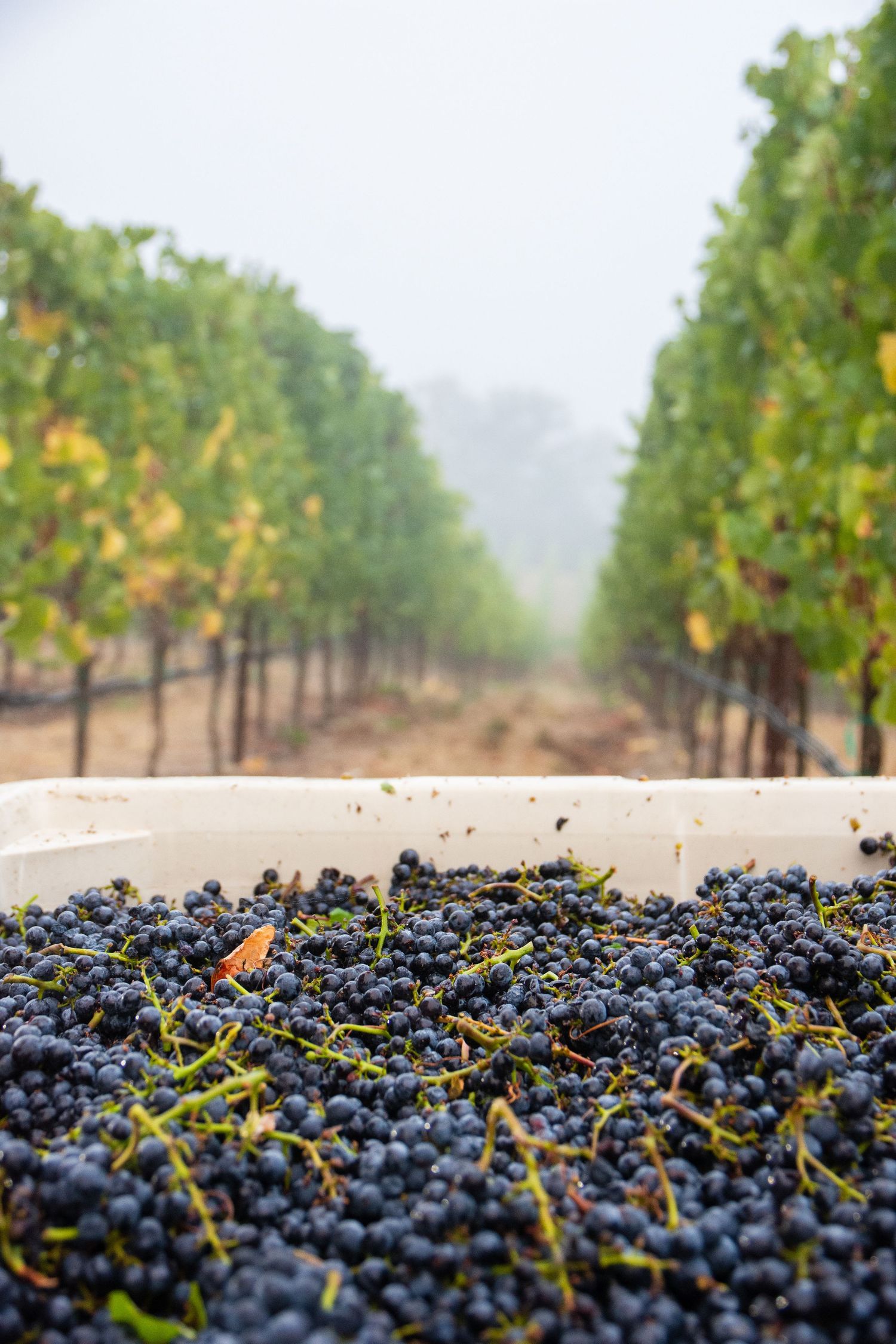 Freshly harvested purple wine grapes in crate with vineyard rows in background.