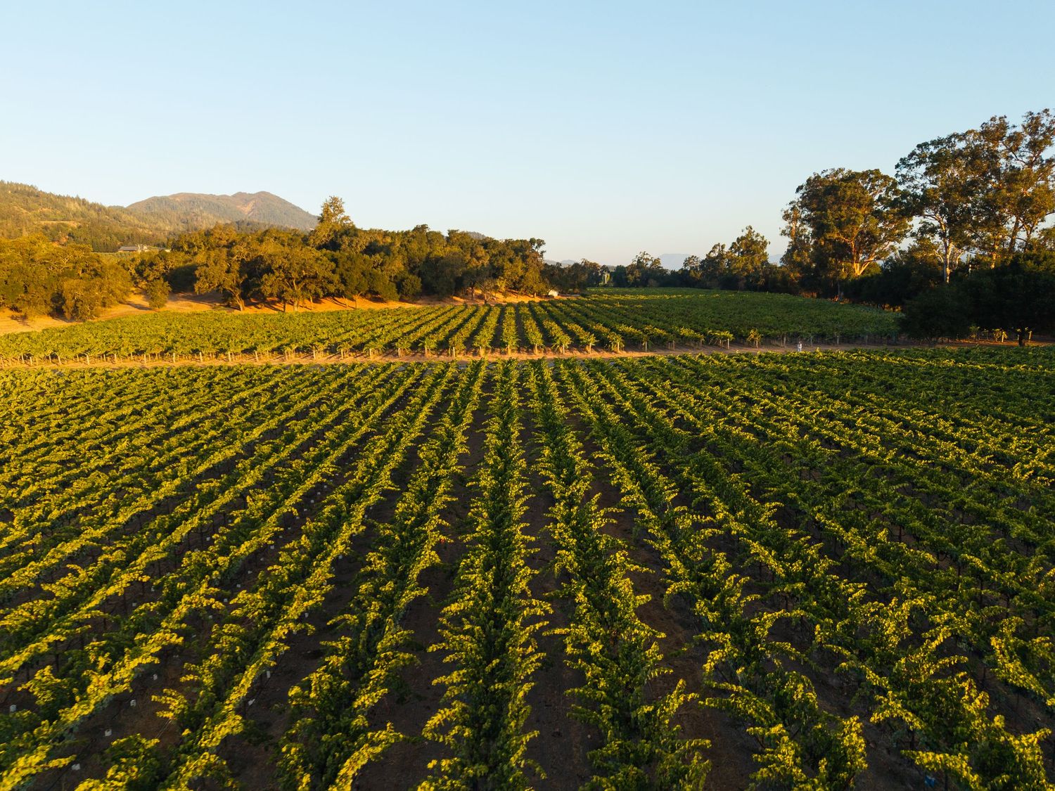 Aerial view of lush vineyard rows bathed in golden sunset light with rolling hills and trees in background.