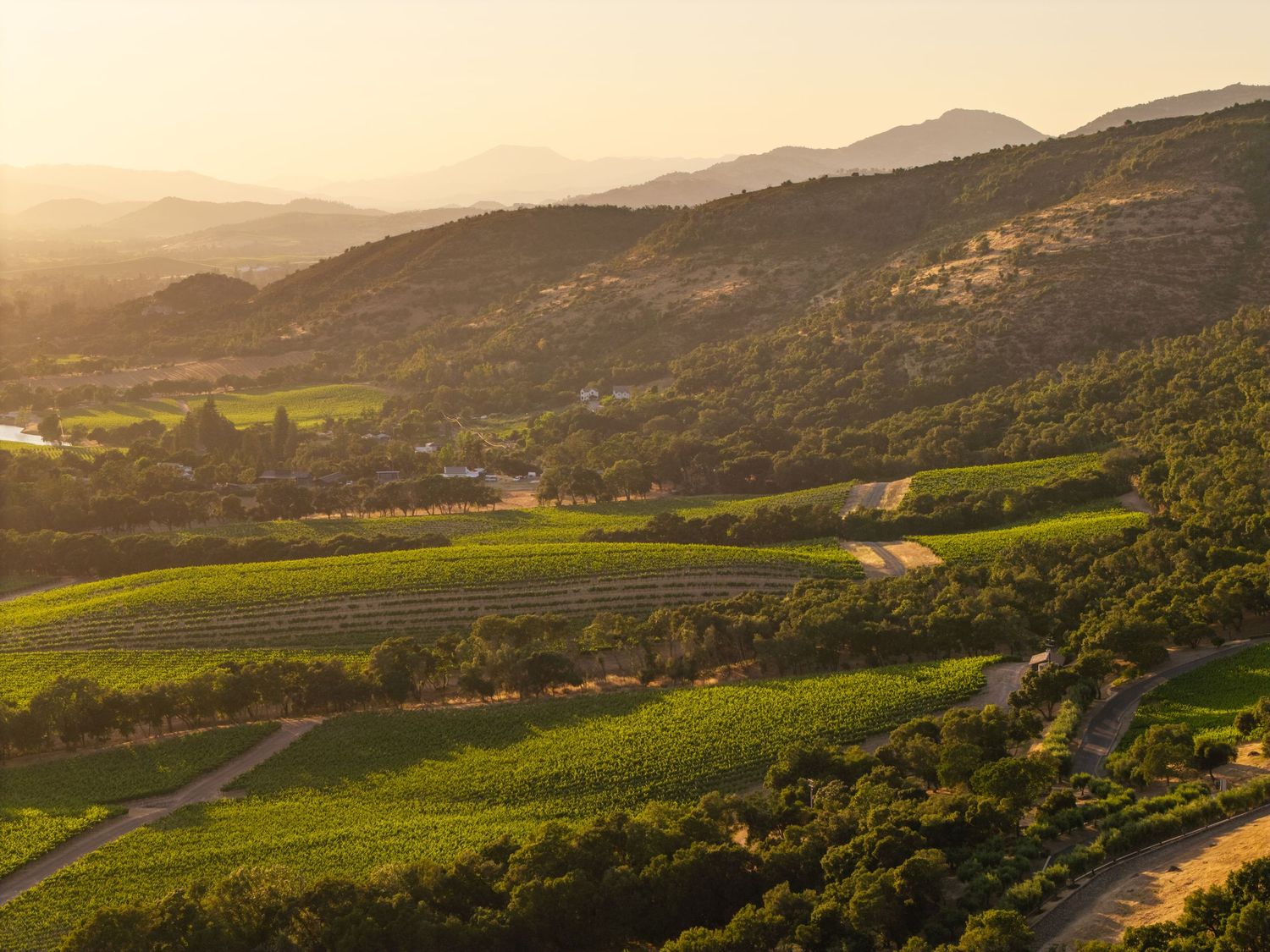 Aerial view of lush green vineyard rows nestled in golden rolling hills at sunset in wine country.