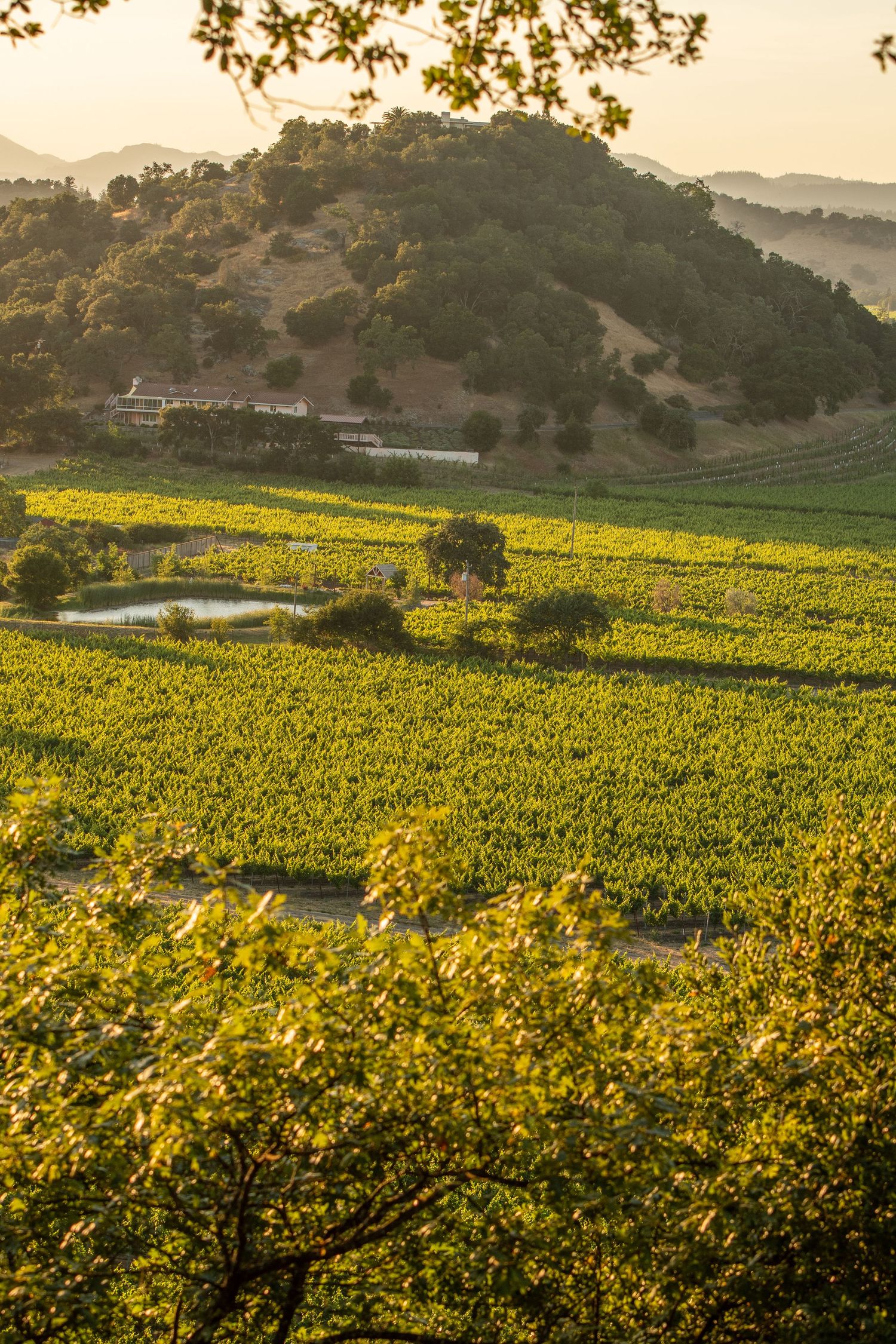 Aerial view of lush green vineyard rows at golden hour with rolling hills and a pond in Napa Valley, California.