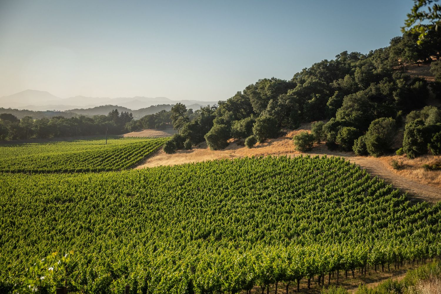 Lush green vineyard rows stretching across rolling hills with oak trees and mountains in the background.