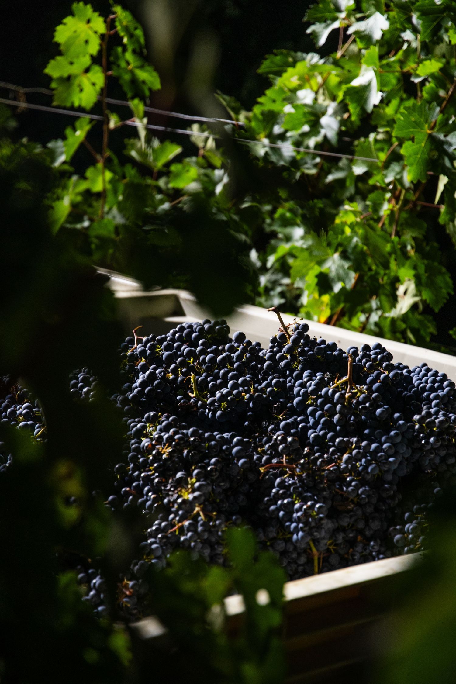 Freshly harvested dark purple wine grapes piled in a wooden crate beneath sunlit green vineyard leaves.