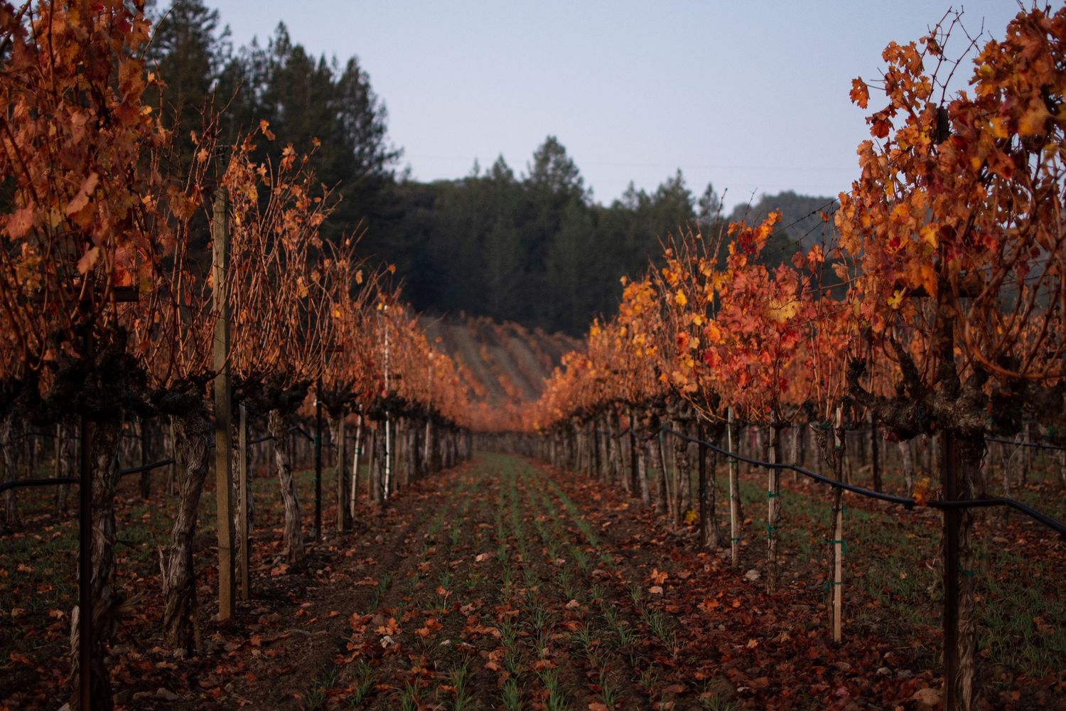 Autumn vineyard rows with orange-colored leaves under a cloudy sky.