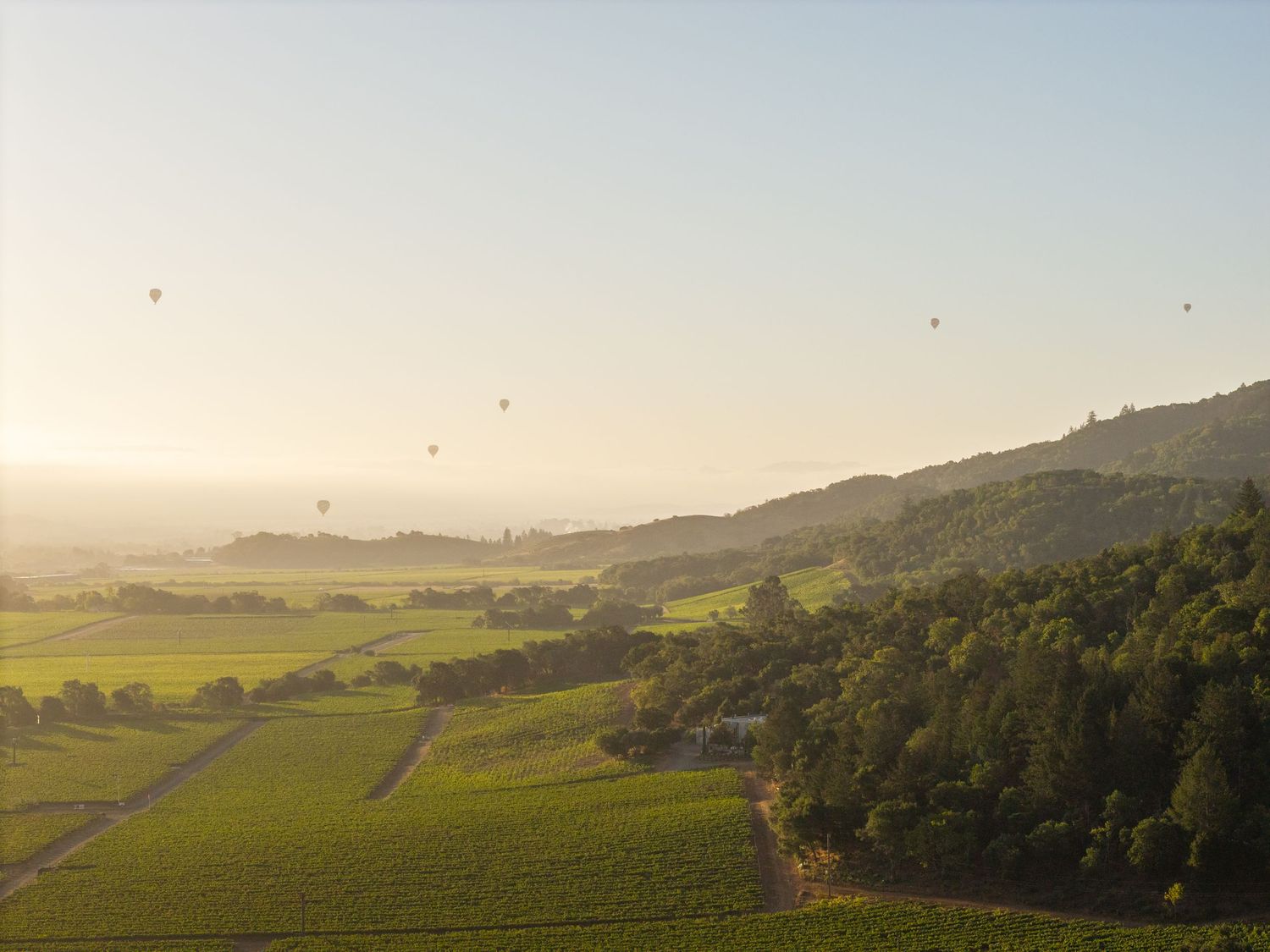 Aerial view of lush green vineyards and rolling hills with hot air balloons floating in a golden misty sky.