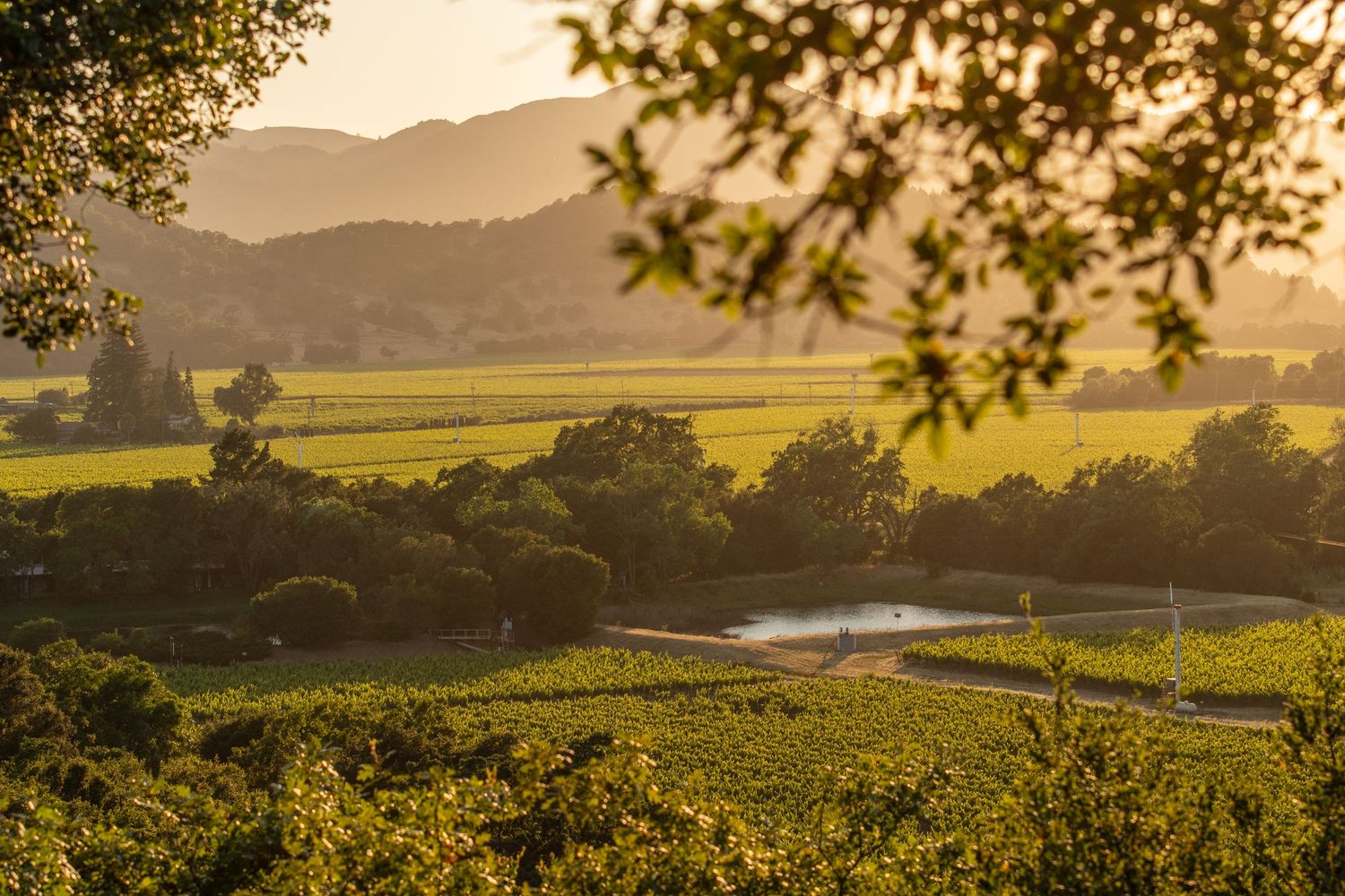 Rolling hills and vineyards stretch into the distance under warm evening light with mountains in the background.