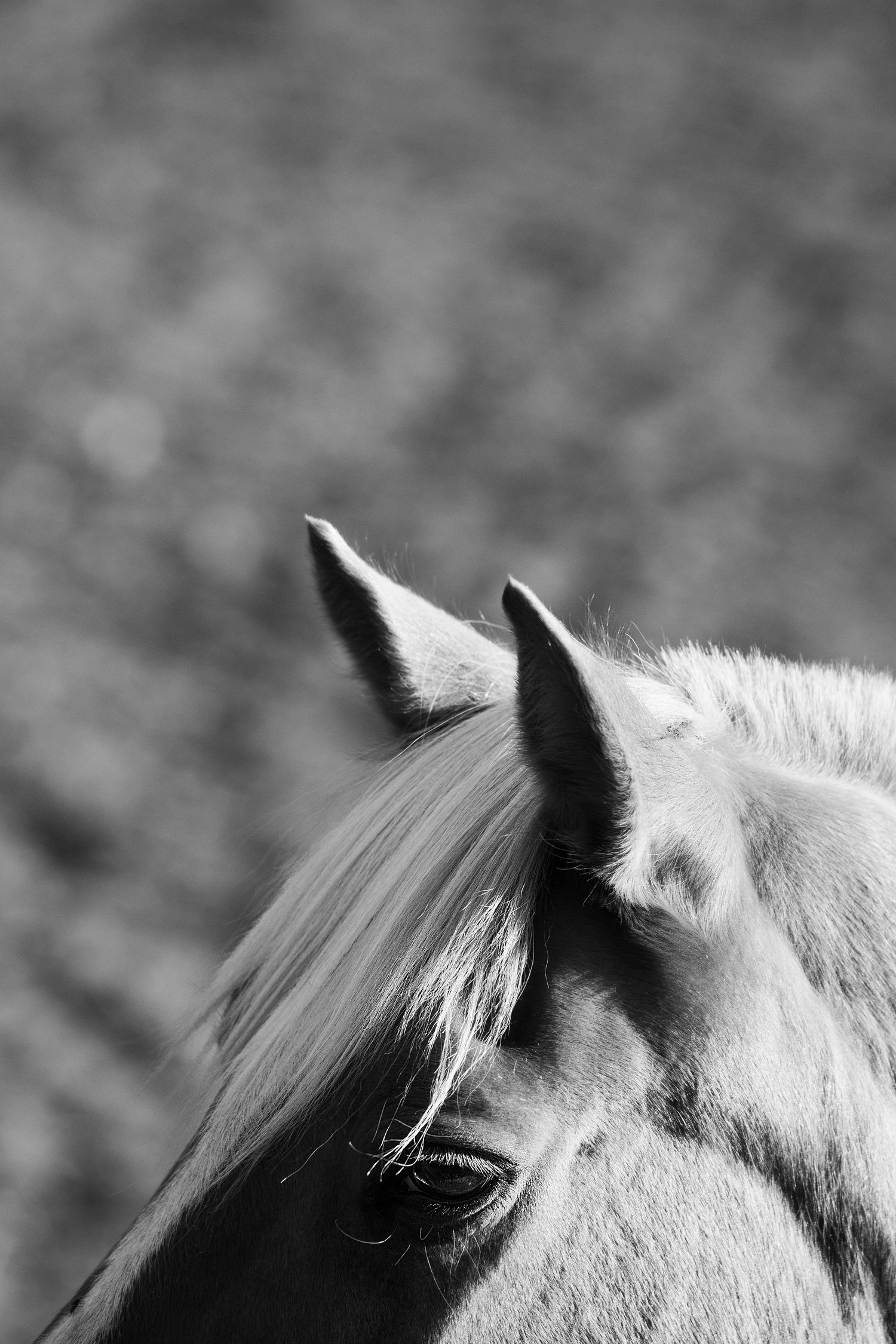 Black and white close-up of horse's ears and forelock against blurred background.