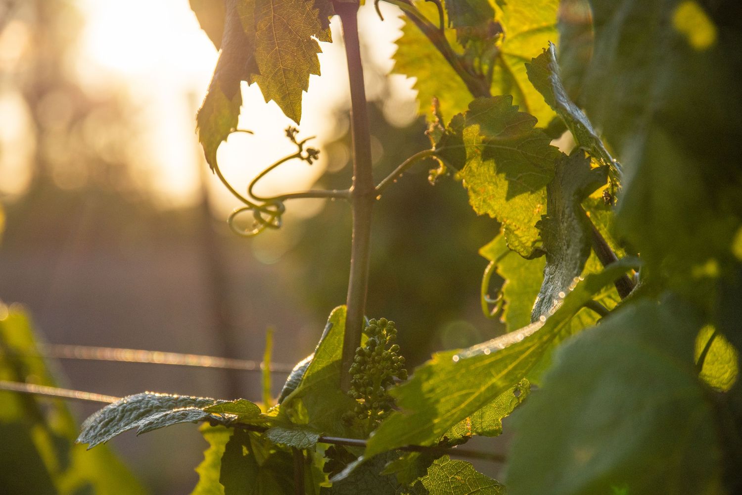 Sunlight filtering through green grape leaves on the vine at golden hour.