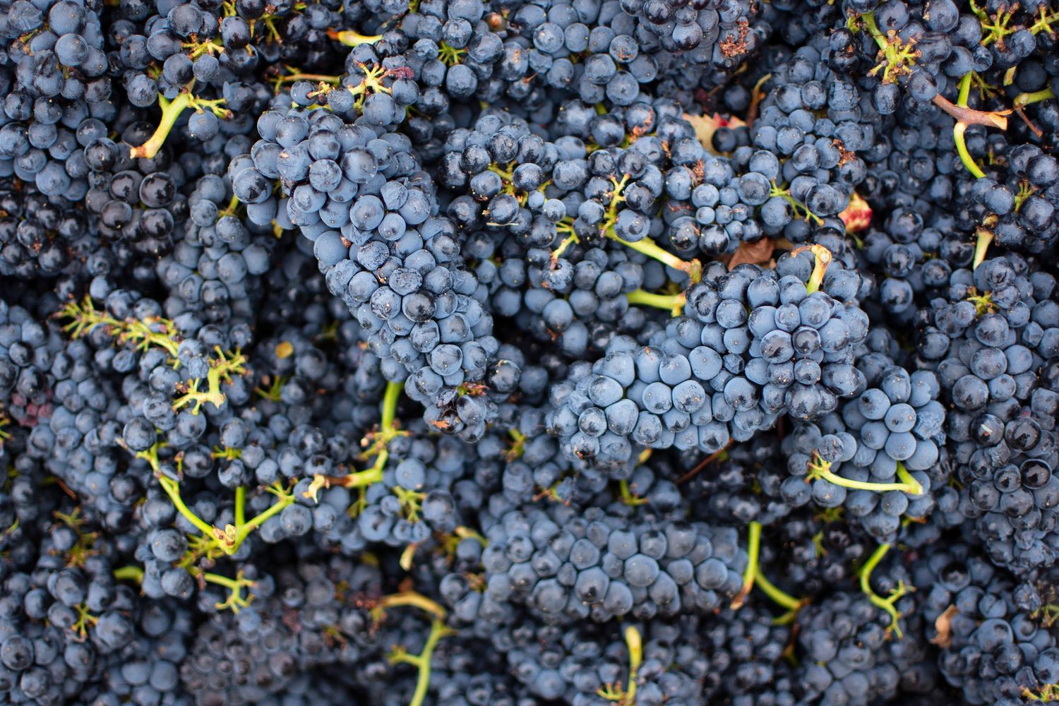 Close-up view of freshly harvested purple wine grapes in clusters on the vine.