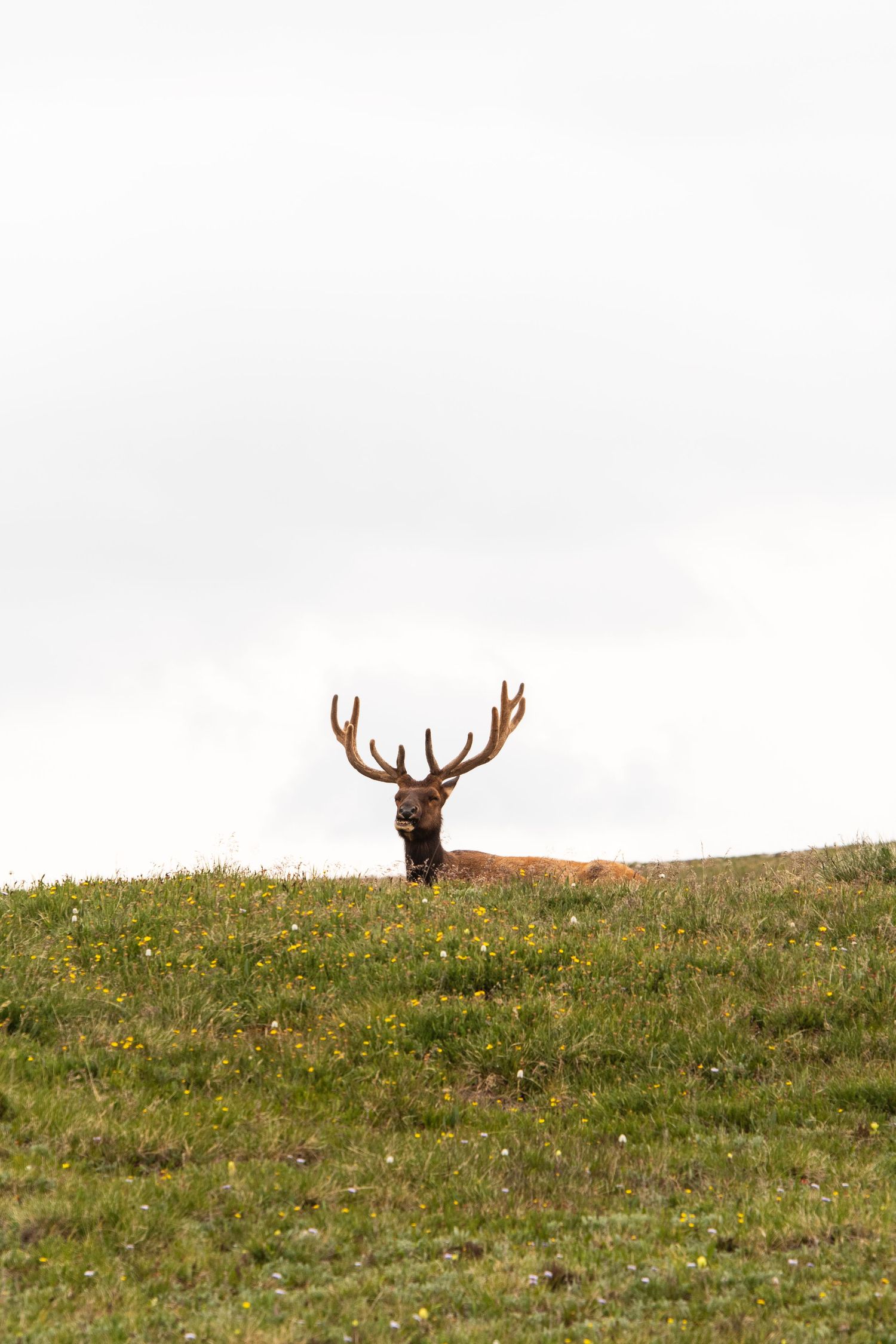 Majestic elk with large antlers peeking over grassy hilltop against white sky.